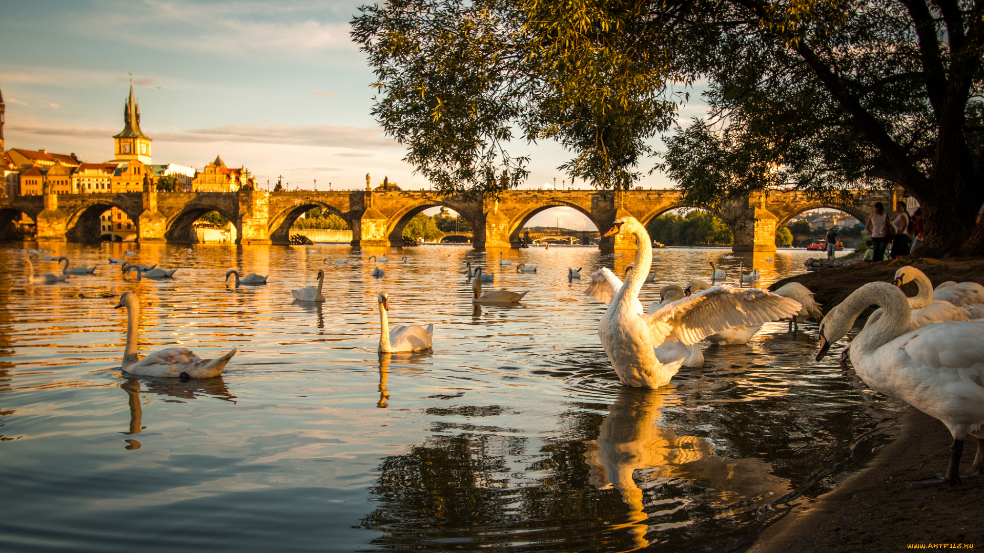 животные, лебеди, набережная, река, вечер, закат