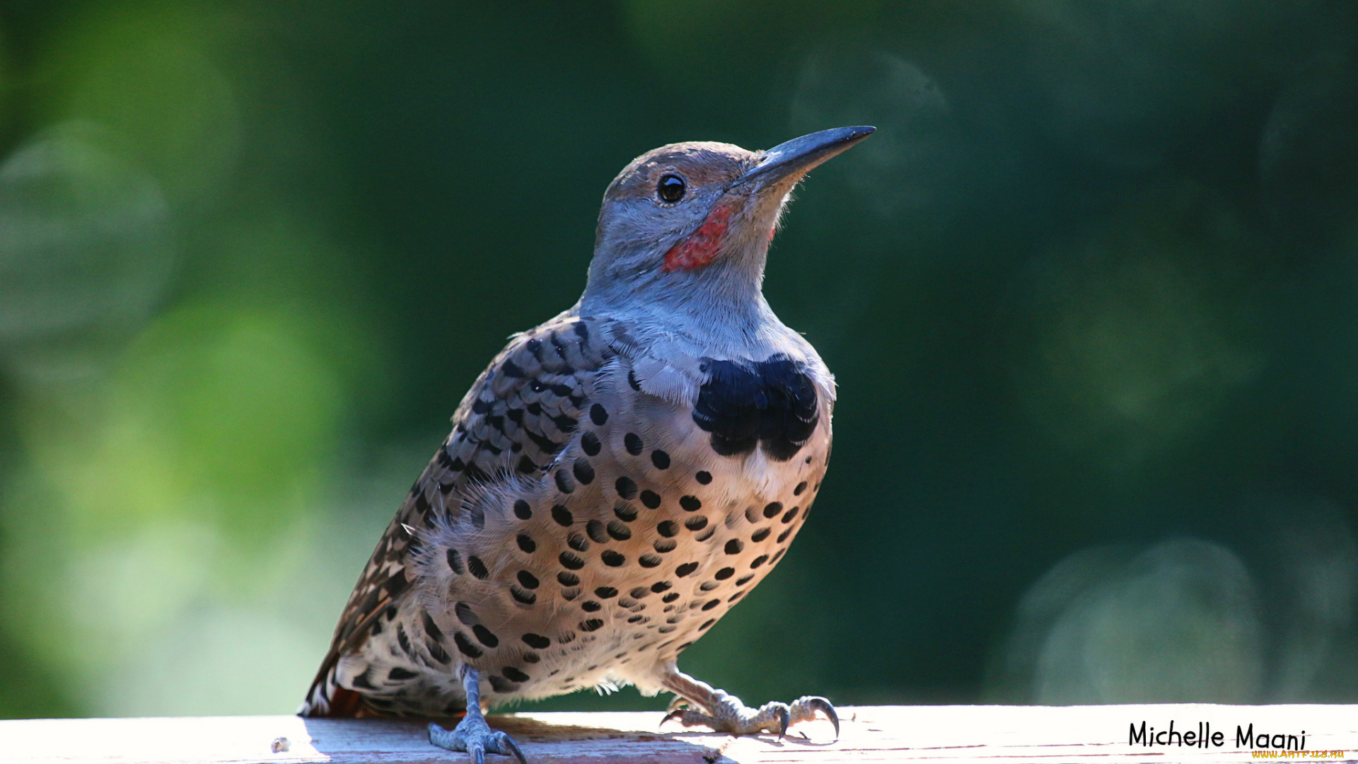 животные, птицы, пятна, клюв, пёрышки, птица