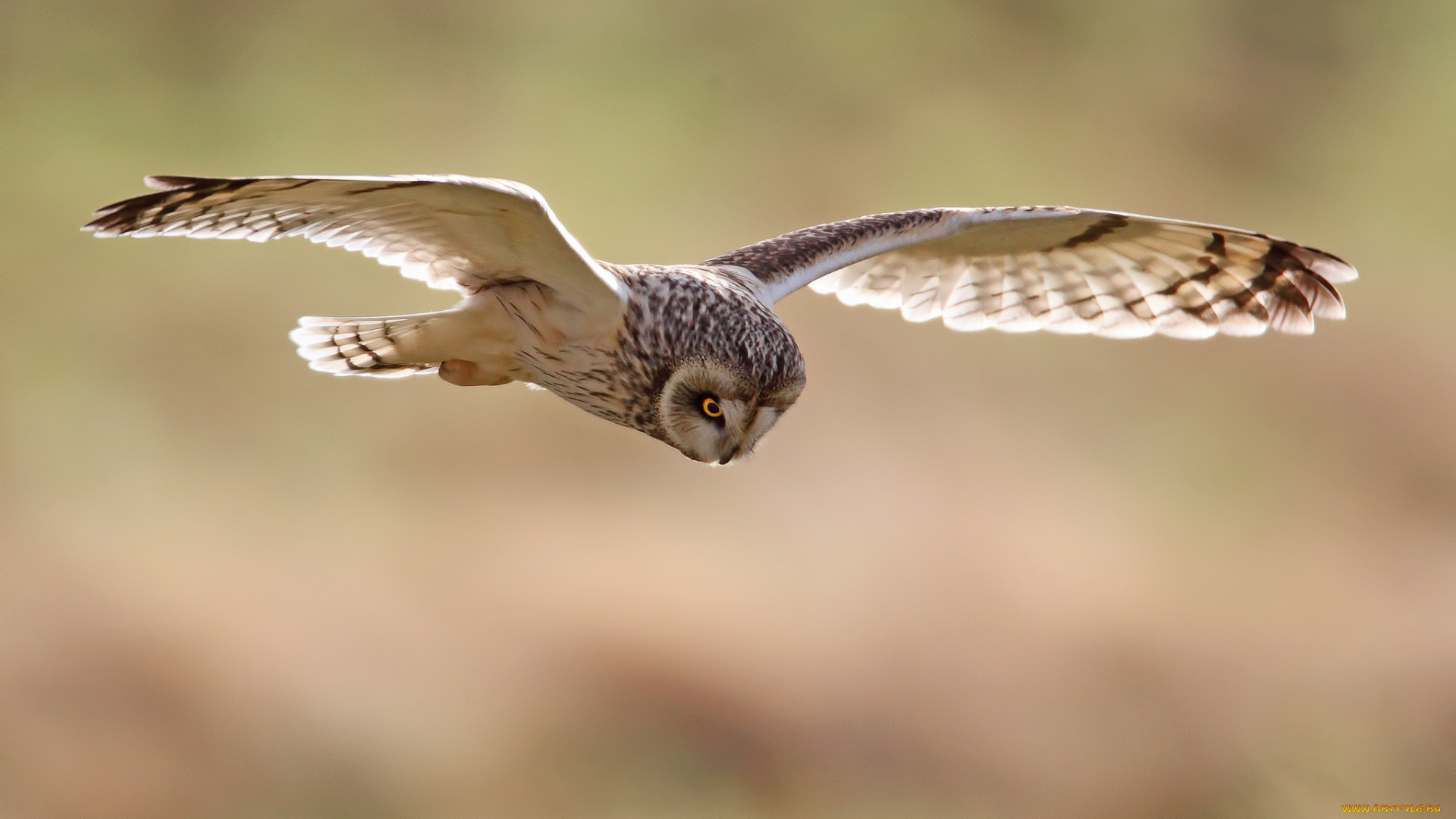 животные, совы, природа, крылья, размах, полёт, неясыть, сова, птица, птицы