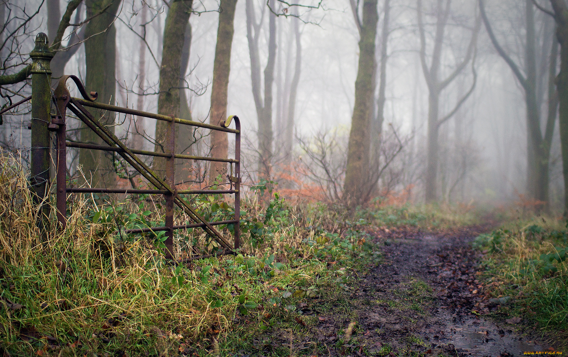 природа, дороги, трава, деревья, кусты, калитка, осень