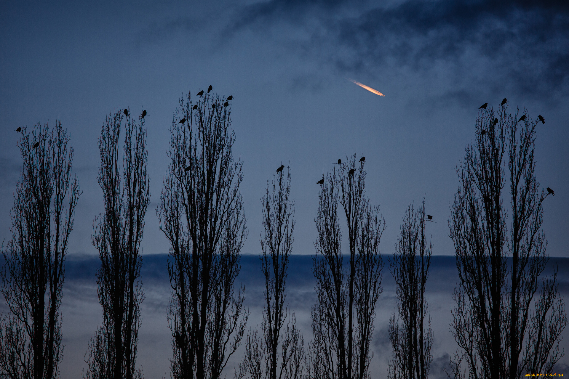 природа, деревья, вечер, тополя, вороны, cornelli2010, photography, германия, берлин, самолёт, небо