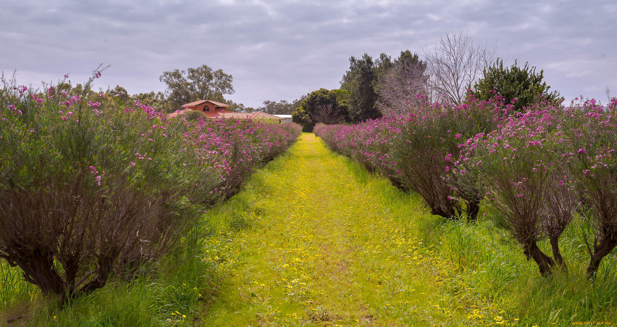 природа, дороги, цветение, деревья, дорожка, трава