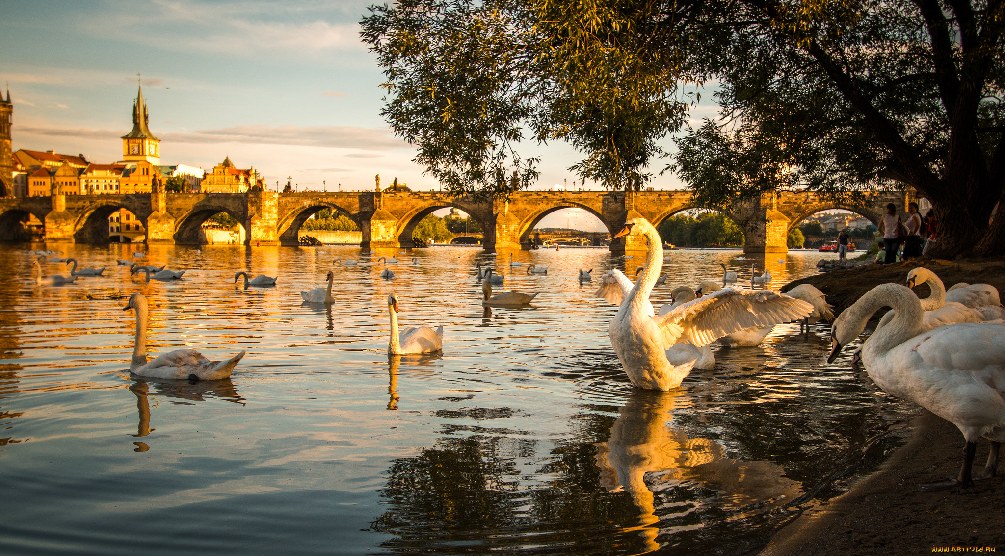 животные, лебеди, набережная, река, вечер, закат