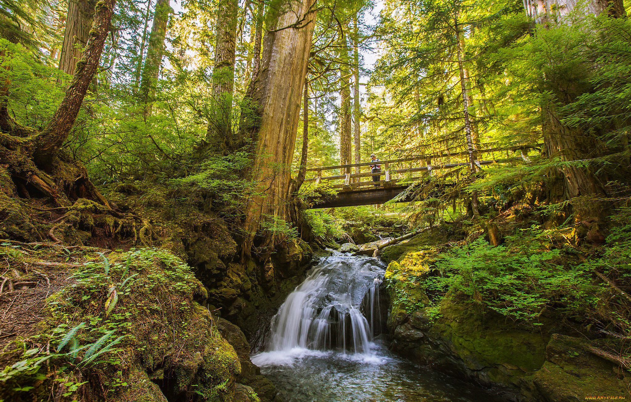 природа, реки, озера, мост, река, лес