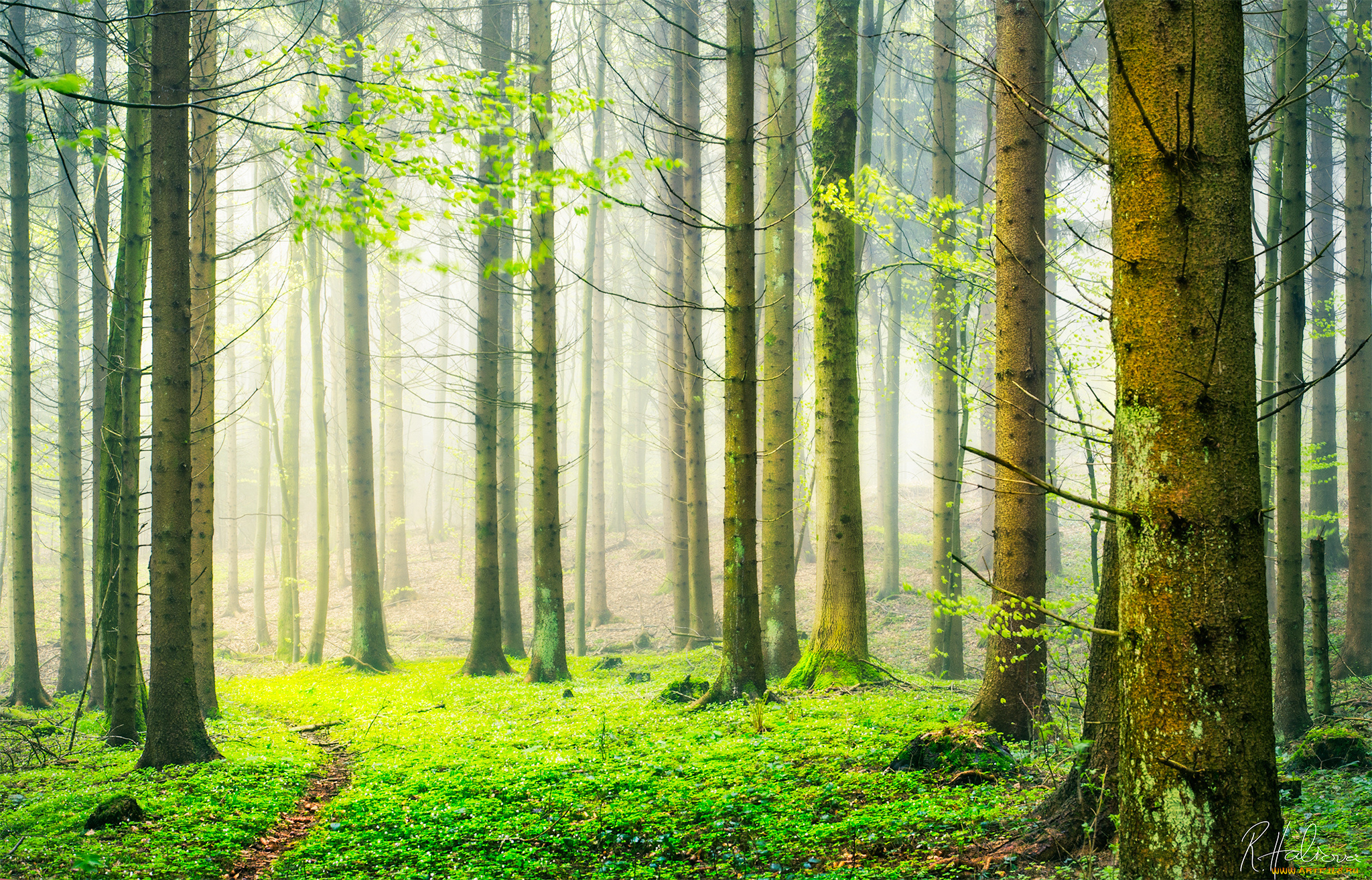 природа, лес, швейцария, весна