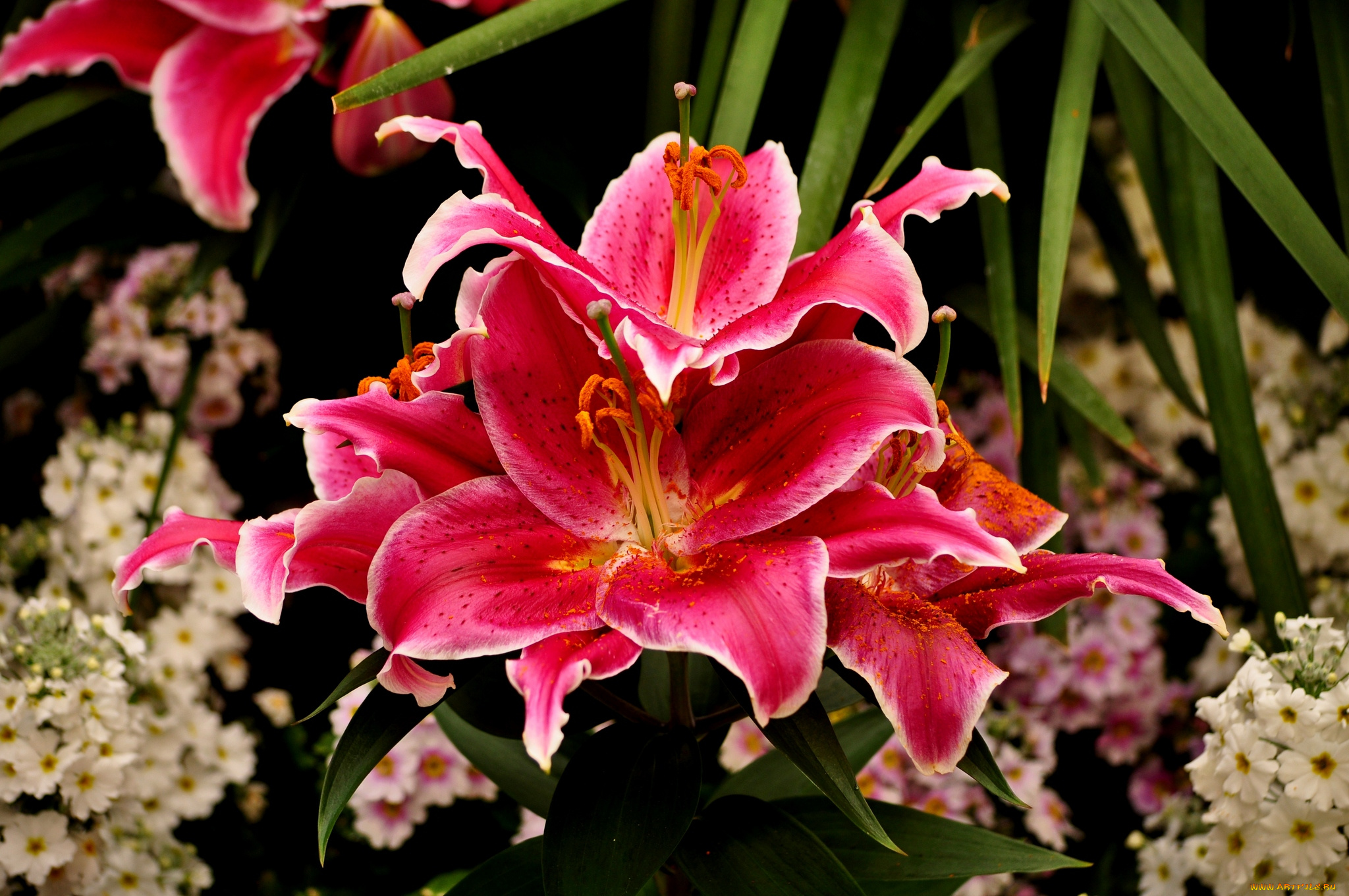 цветы, лилии, , лилейники, лепестки, цветение