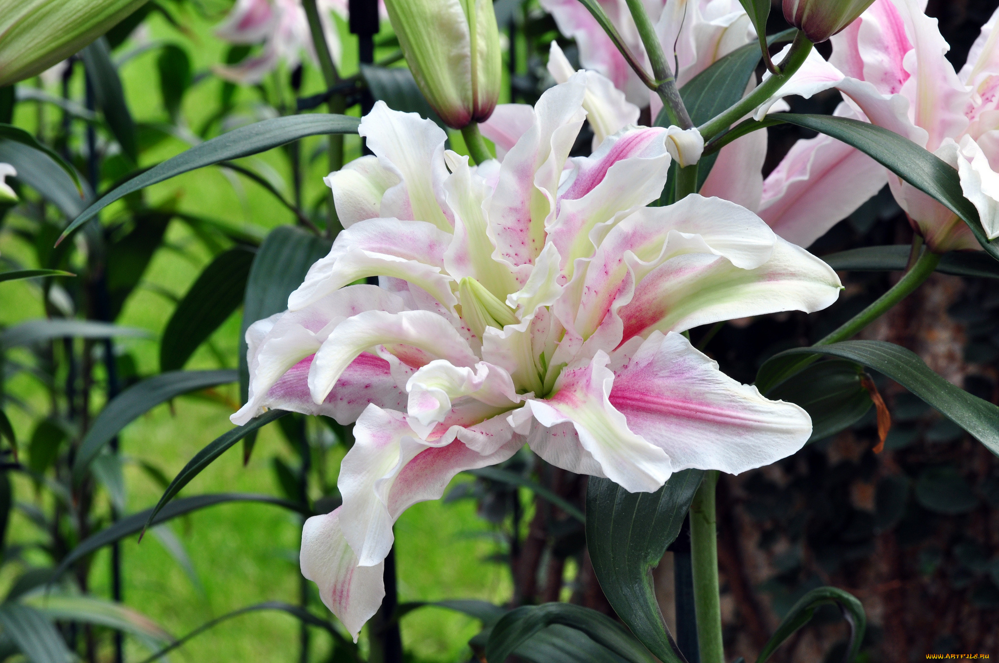 цветы, лилии, , лилейники, petals, bloom, lily, лепестки, цветение