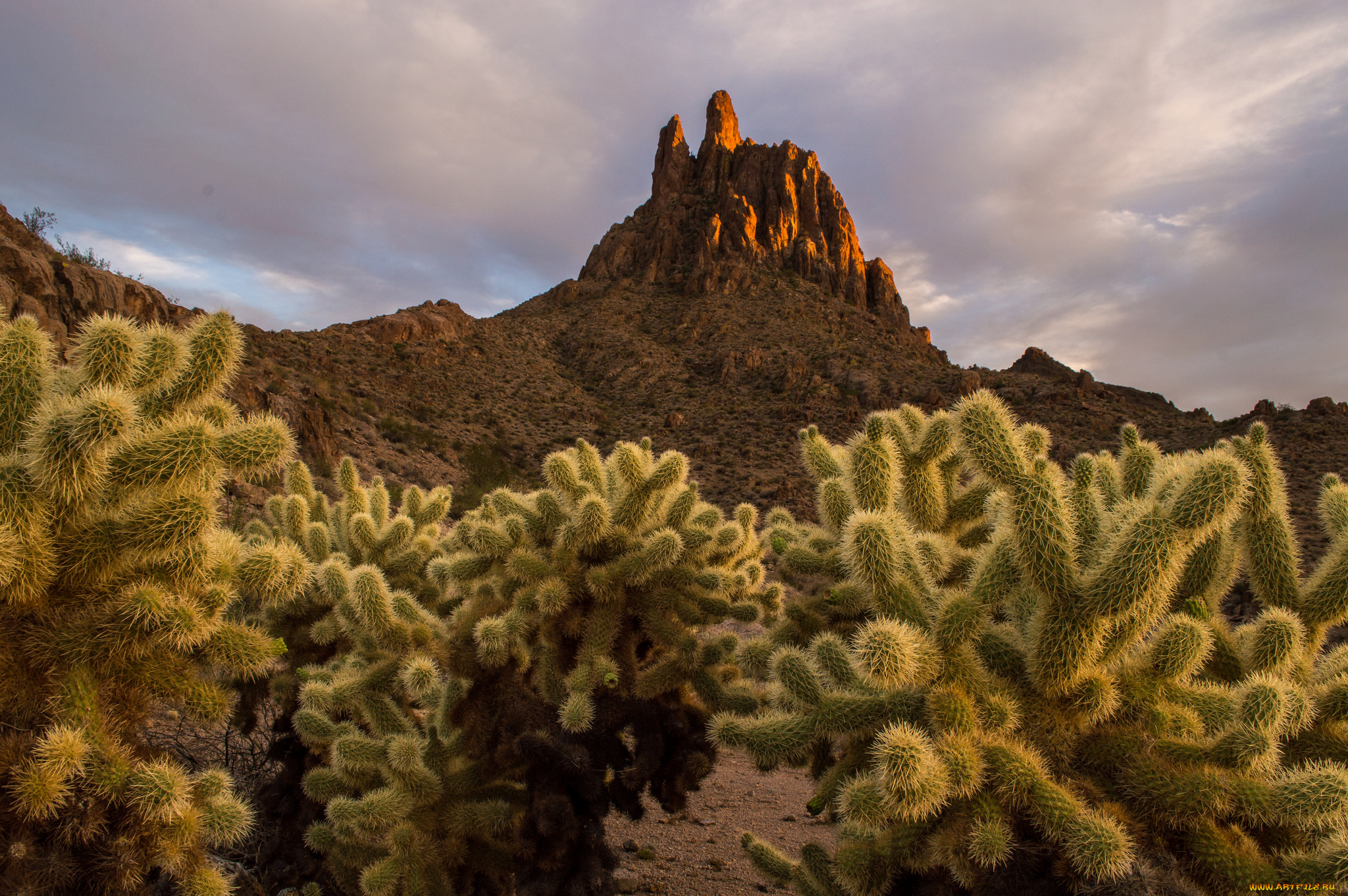 природа, горы, кактусы, скала