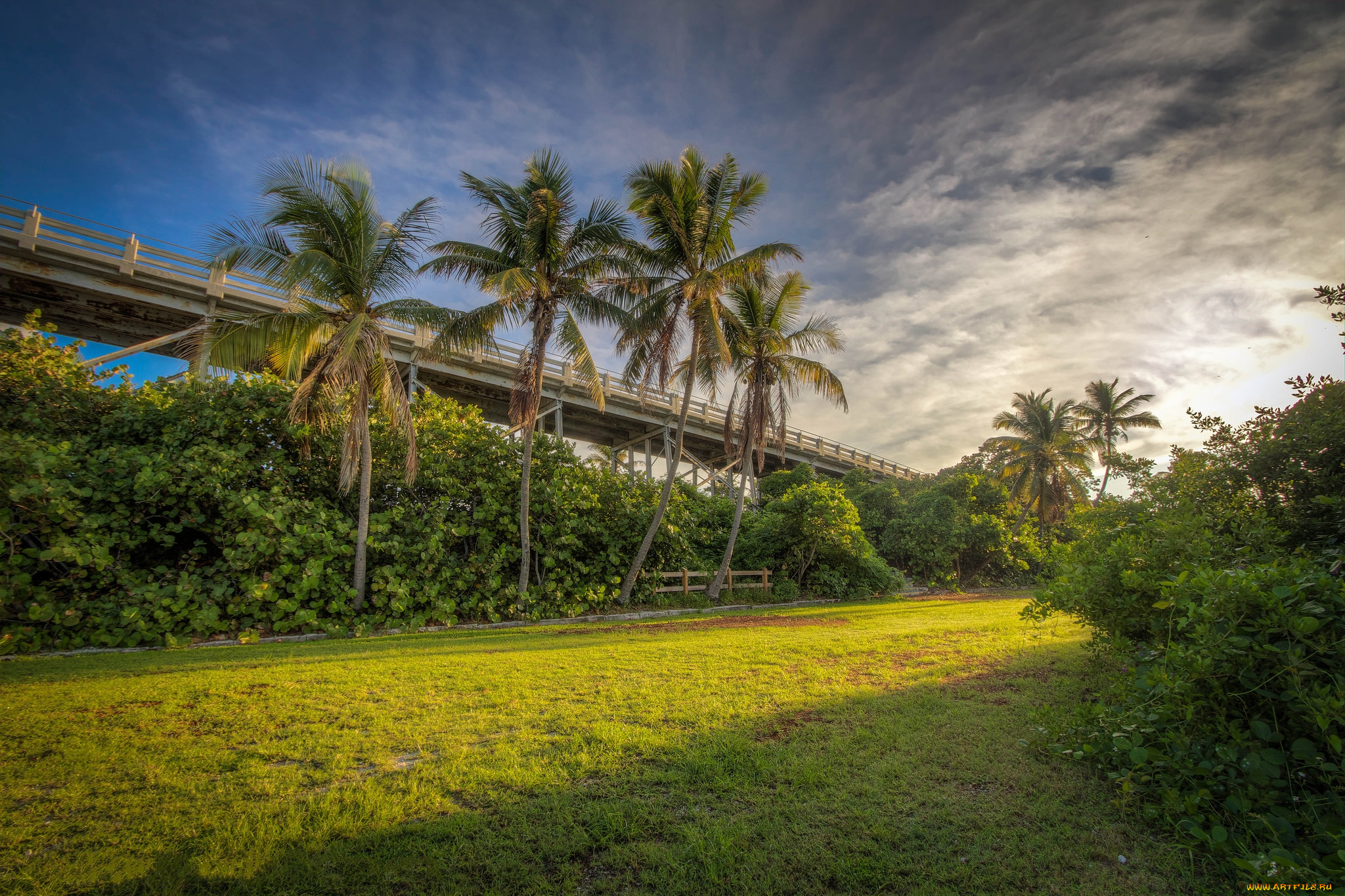 природа, дороги, эстакада, кустарник, пальмы