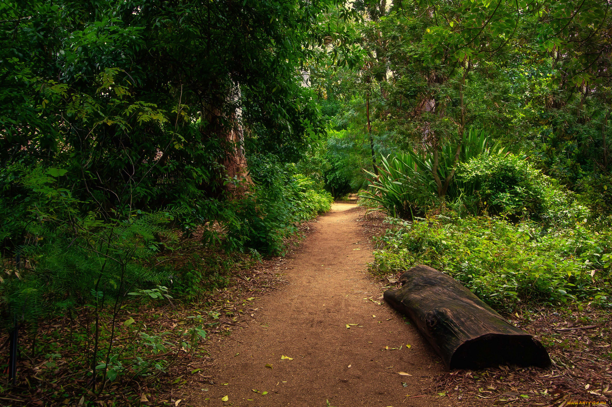 природа, дороги, тропинка, лес