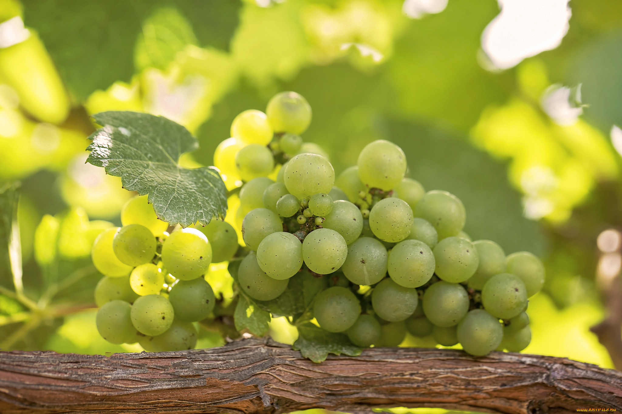 природа, плоды, гроздь, белый, виноград, виноградник, ветка