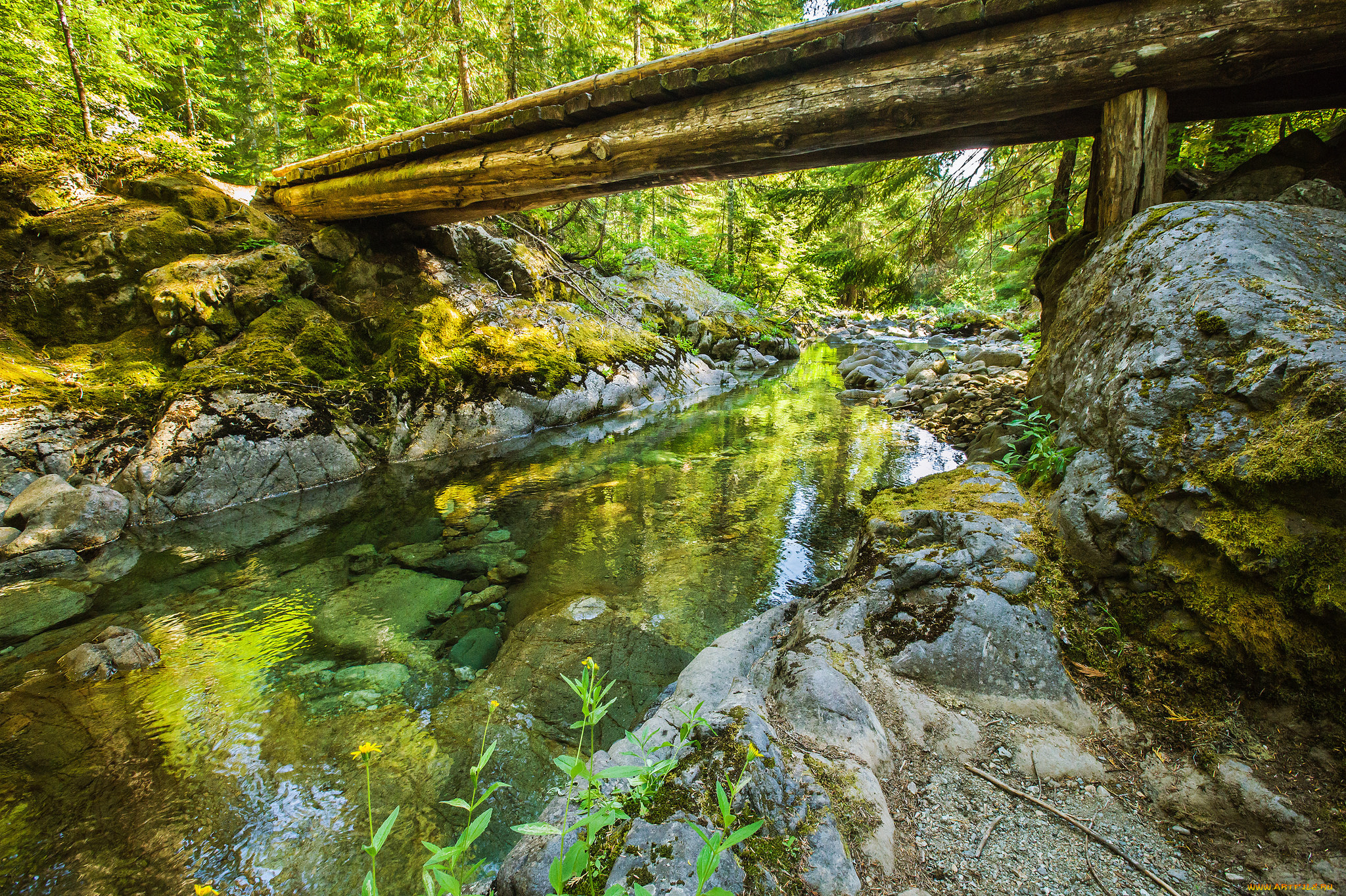 природа, реки, озера, мостик, река, лес