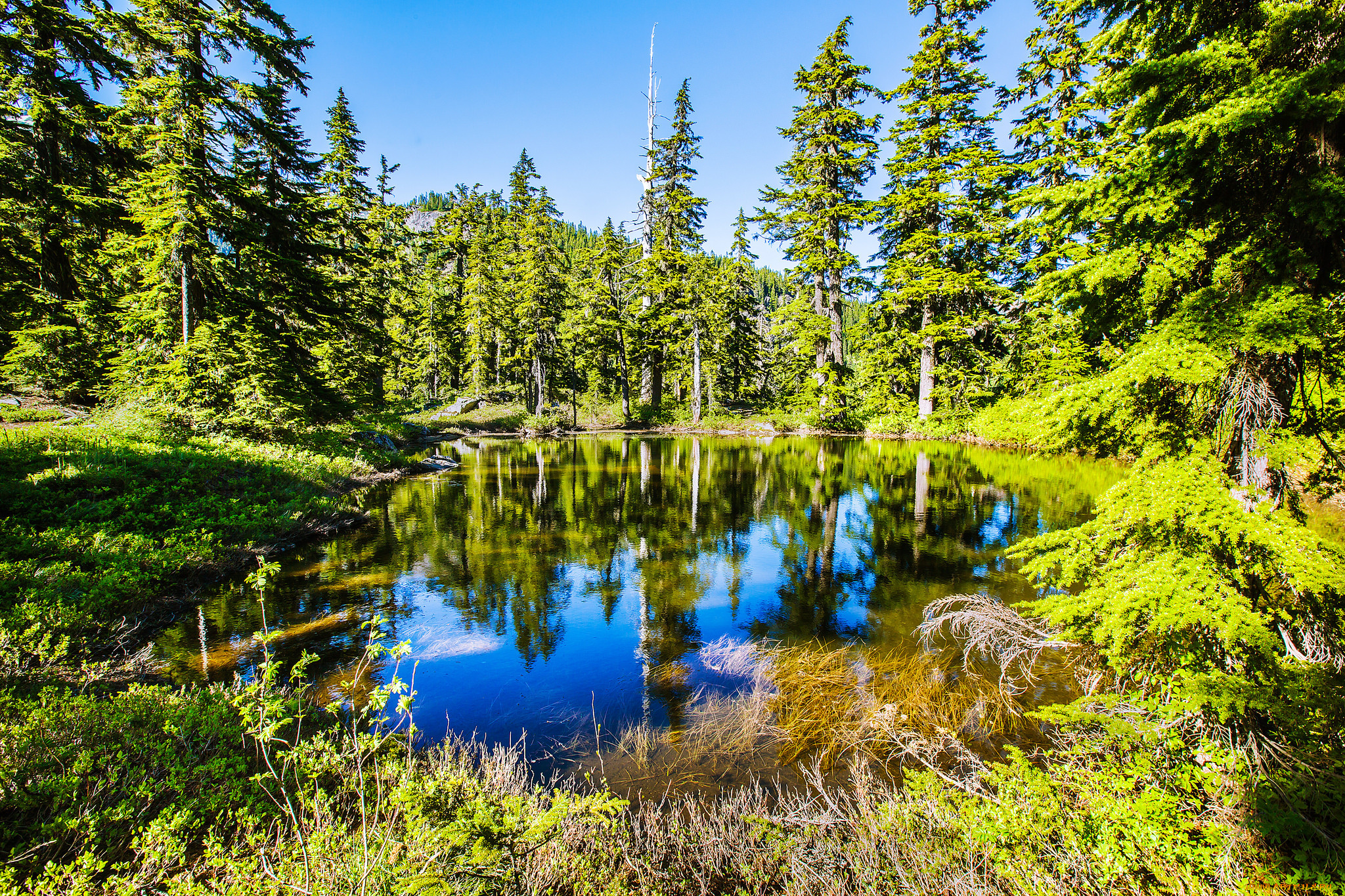 природа, реки, озера, озеро, лес