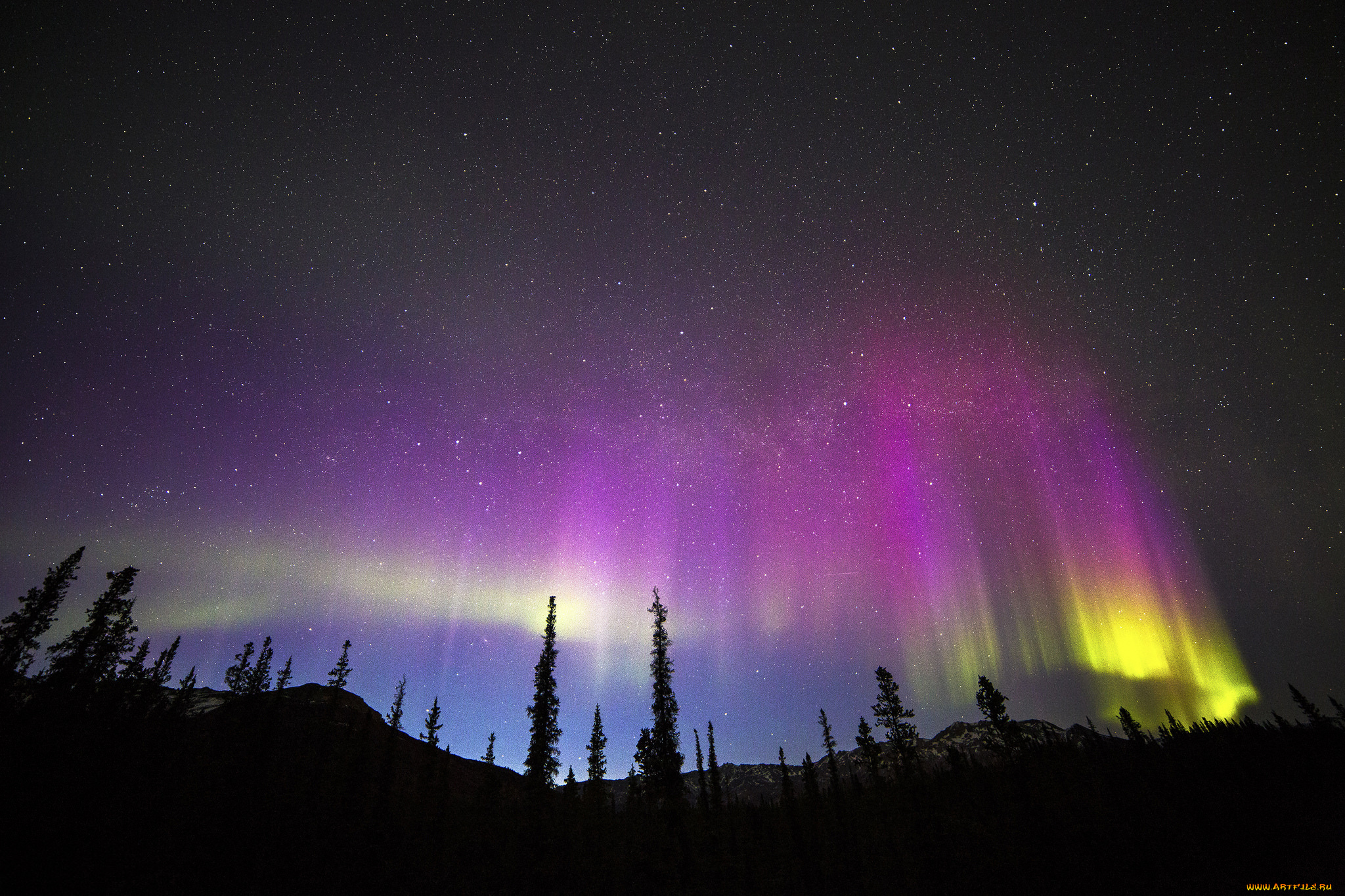 природа, северное, сияние, звёзды, розово-жёлтое, ночь, северное, сияние, небо, ели, деревья, лес