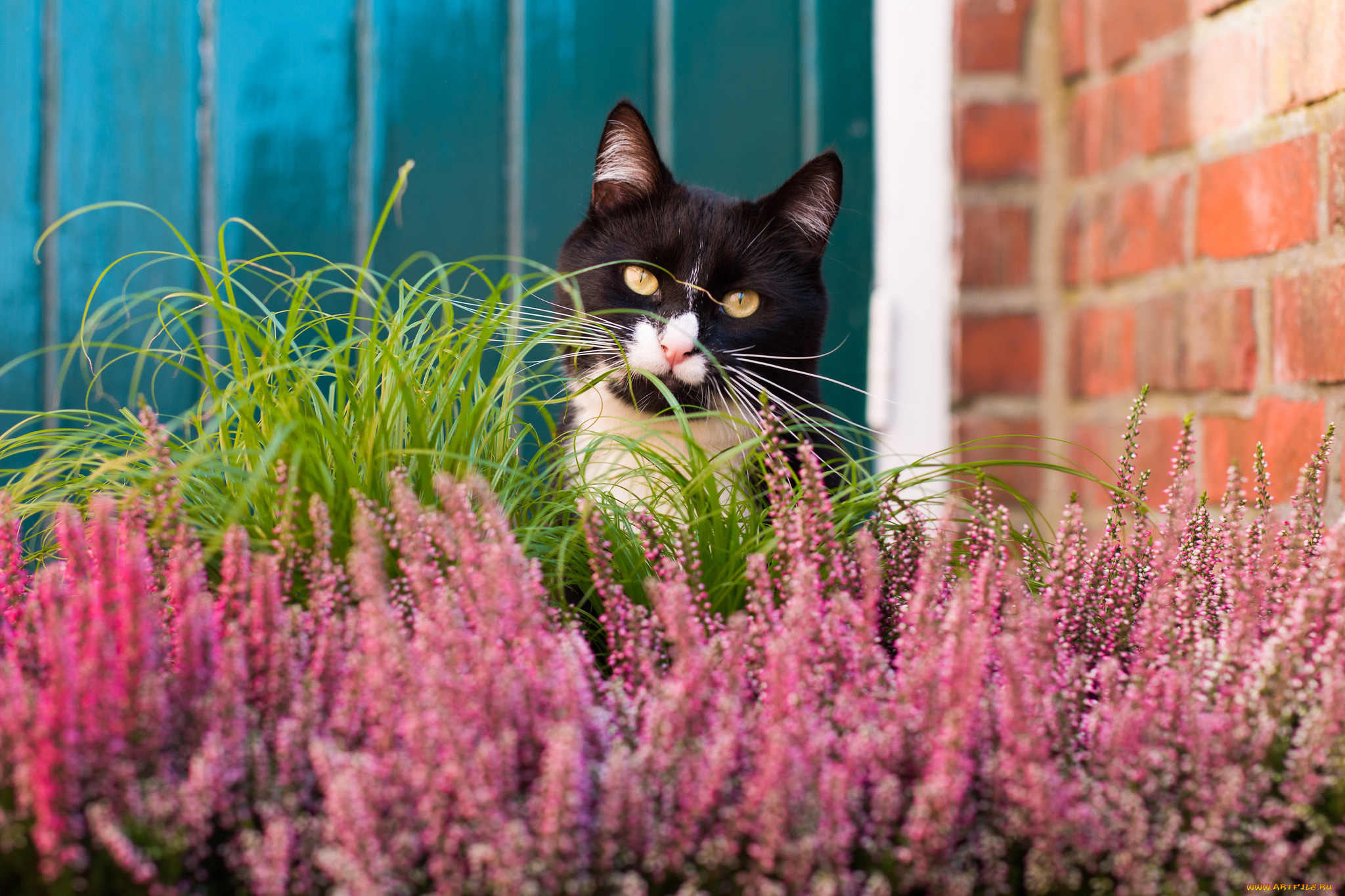 животные, коты, цветы, чёрно-белая, трава, киса