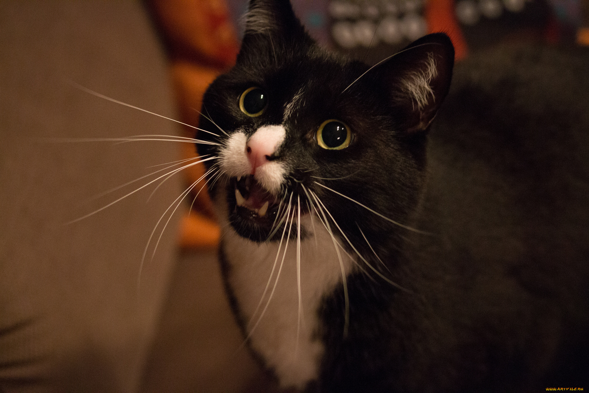 животные, коты, фон, чёрно-белая, киса