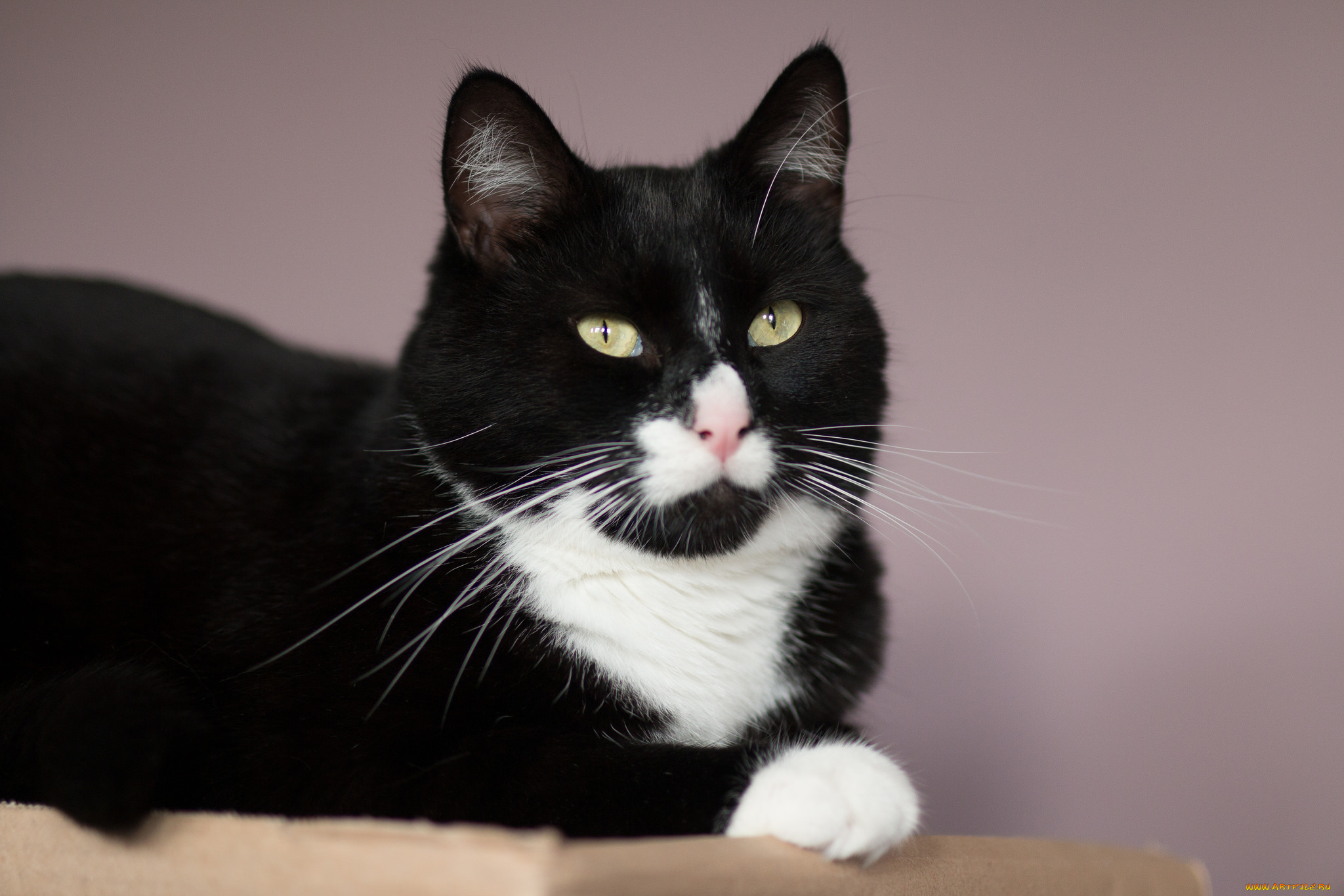 животные, коты, киса, чёрно-белая, фон