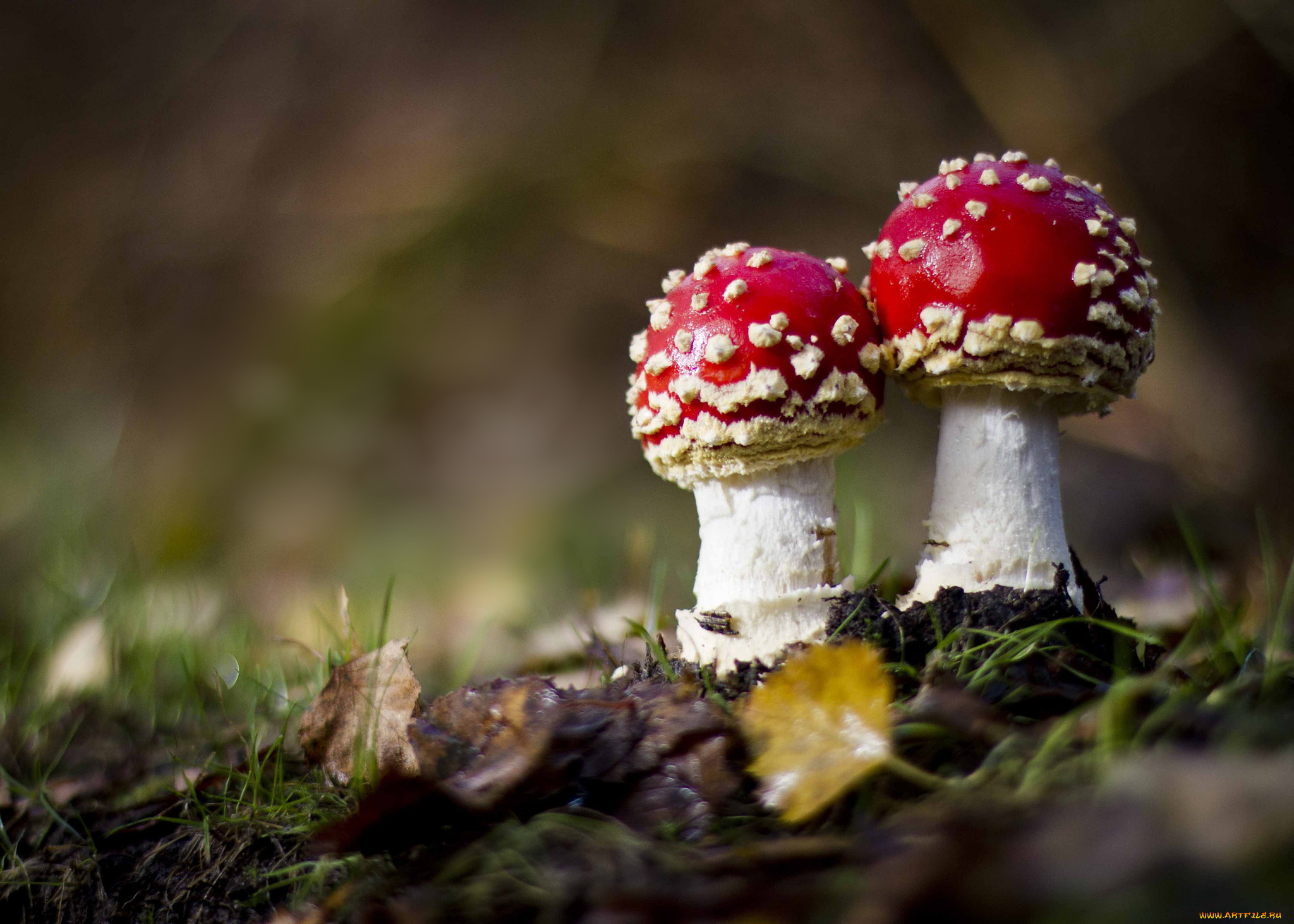 природа, грибы, , мухомор, травка, мухоморы, листики