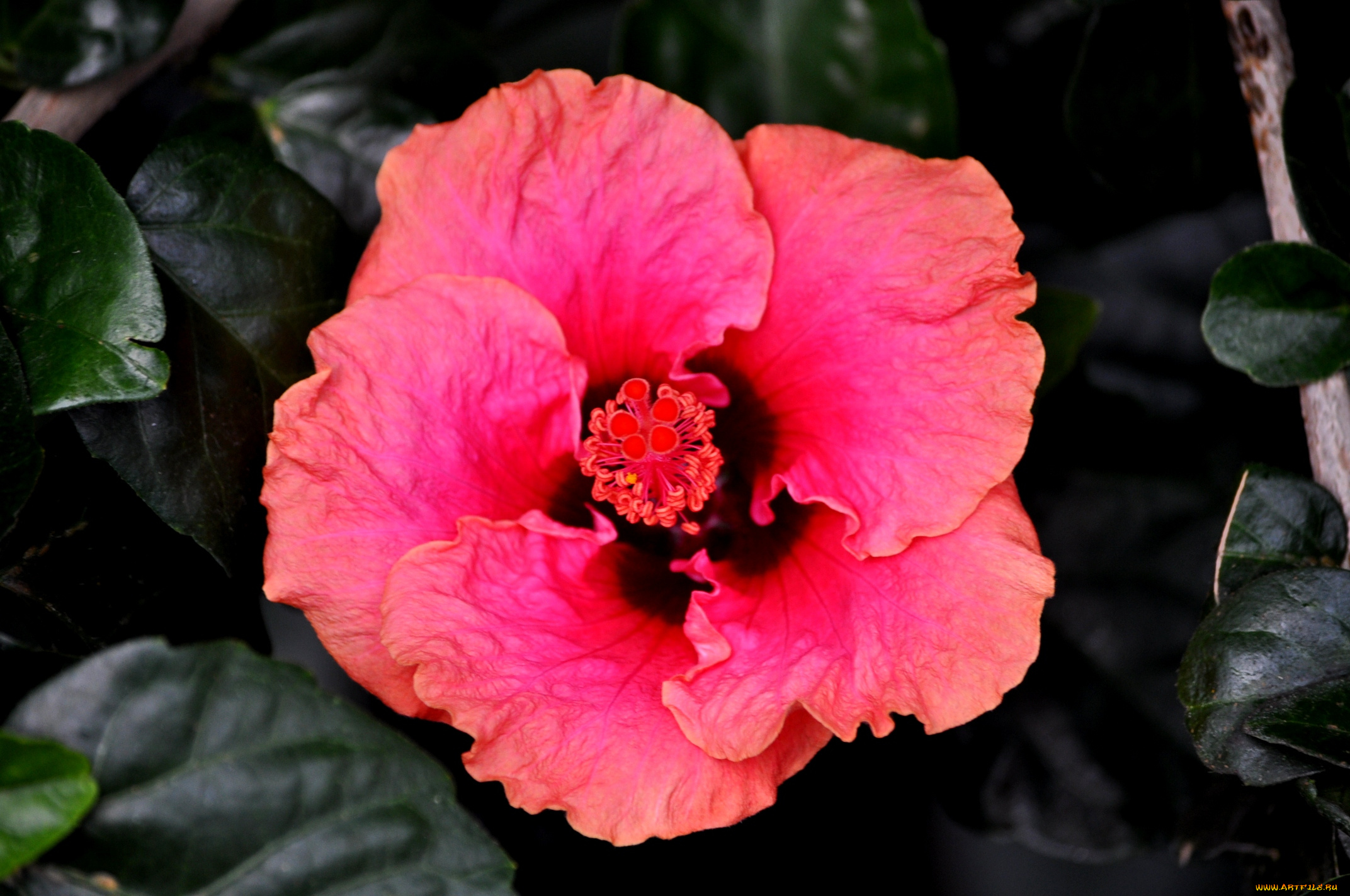 цветы, гибискусы, лепестки, листики, гибискус, тычинки, цветение, ярко