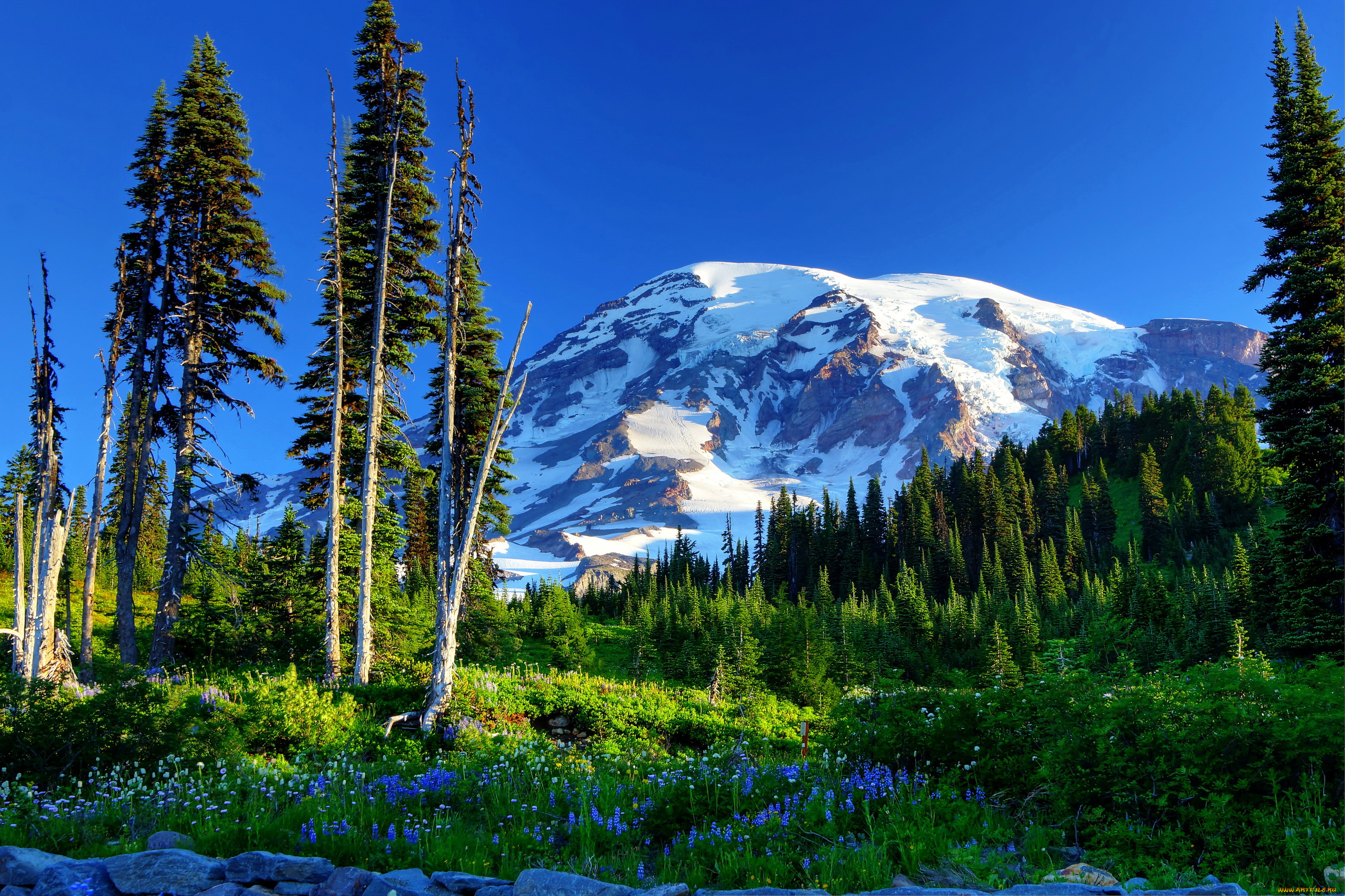 mount, rainier, national, park, , сша, природа, горы, mount, rainier, park, сша, ели, цветы