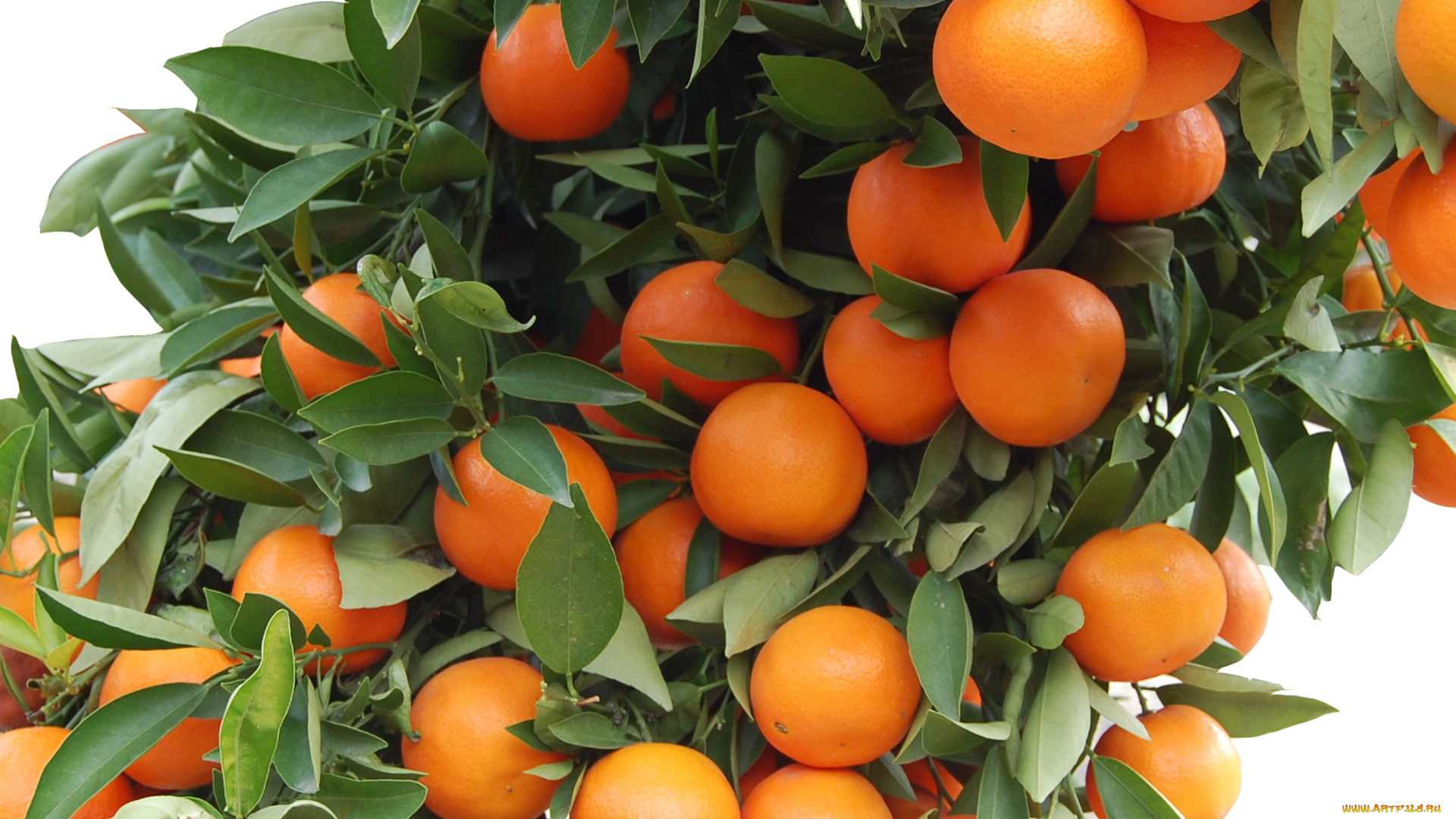 мандарины, природа, плоды