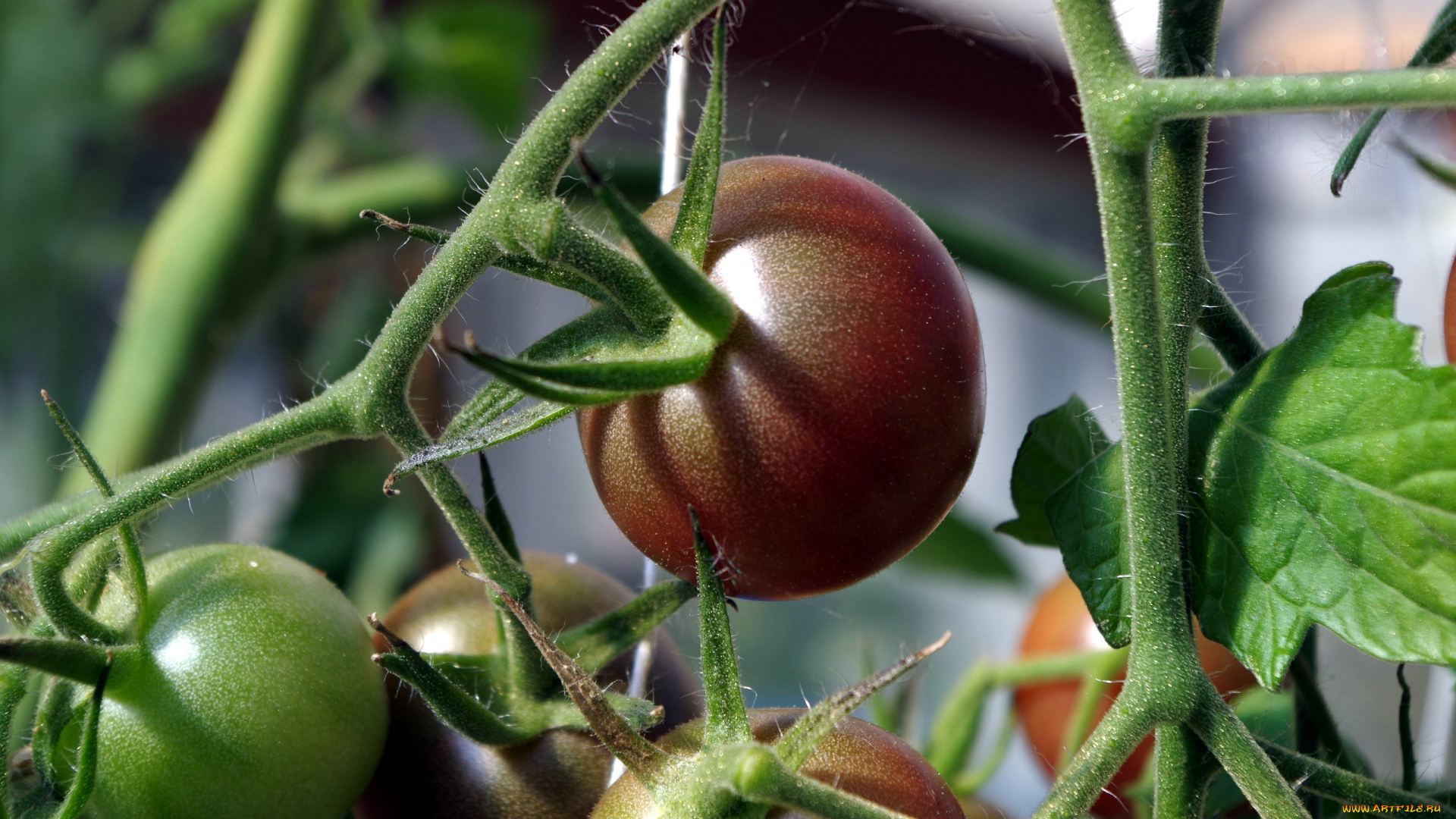 природа, плоды, помидоры, томаты