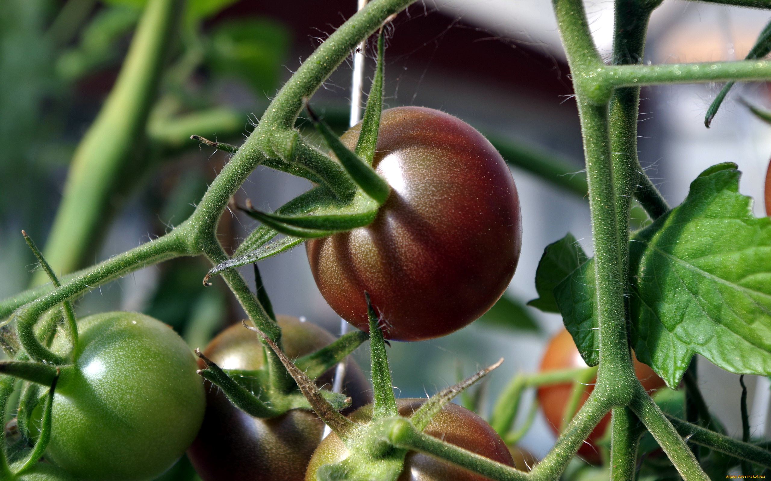 природа, плоды, помидоры, томаты