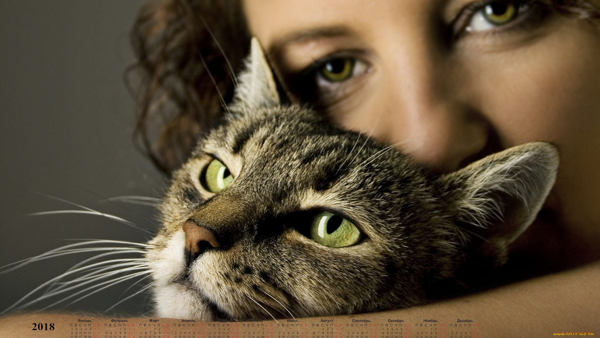 календари, девушки, взгляд, морда, лицо, кошка