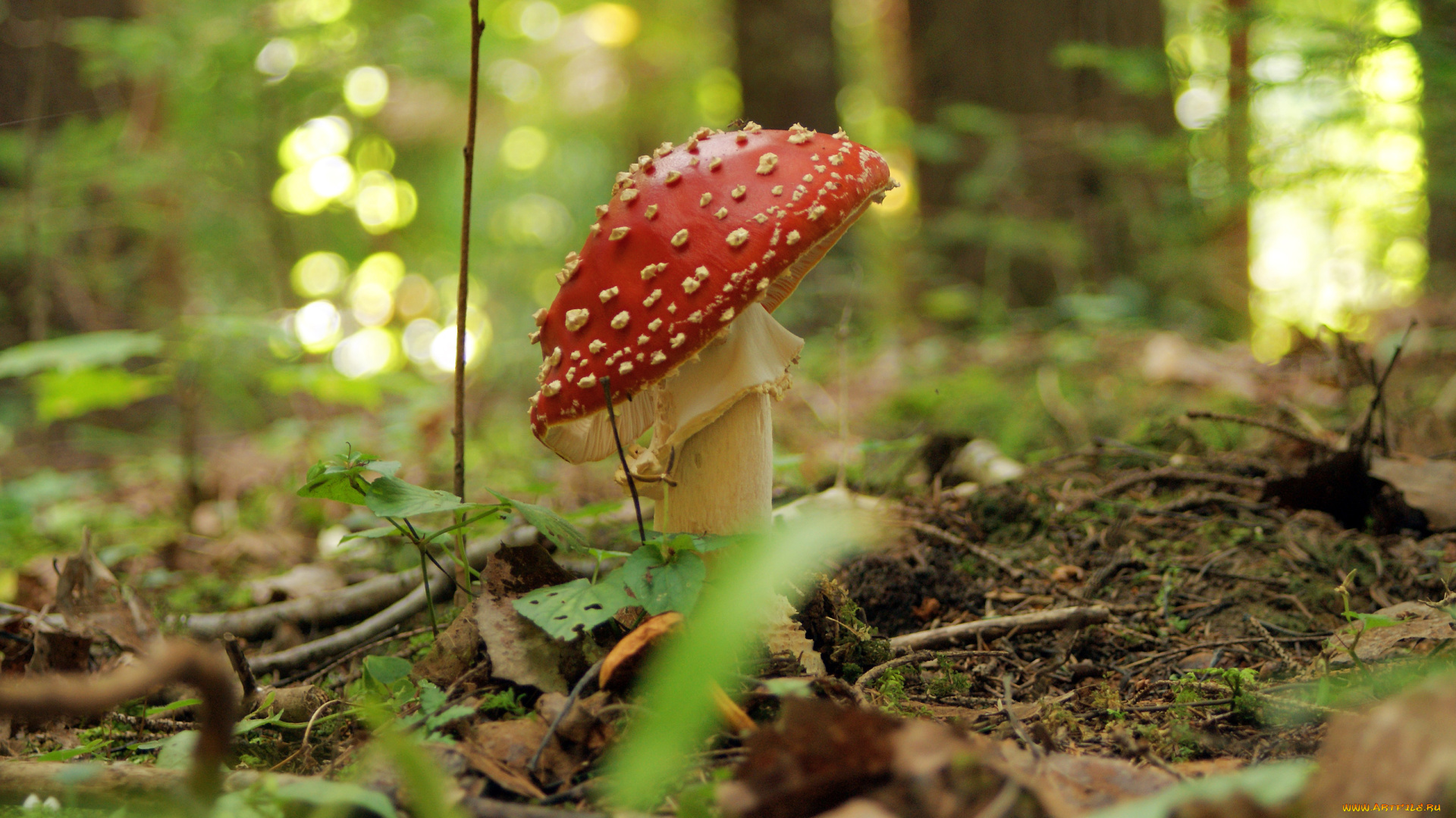 природа, грибы, , мухомор, мох, лес, мухомор, гриб, трава