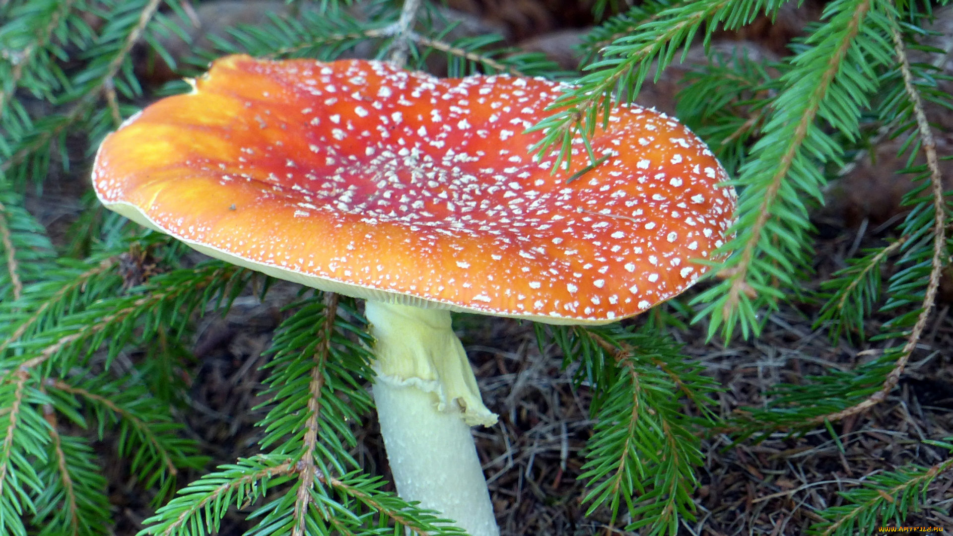 природа, грибы, , мухомор, мухомор, одиночка, гриб