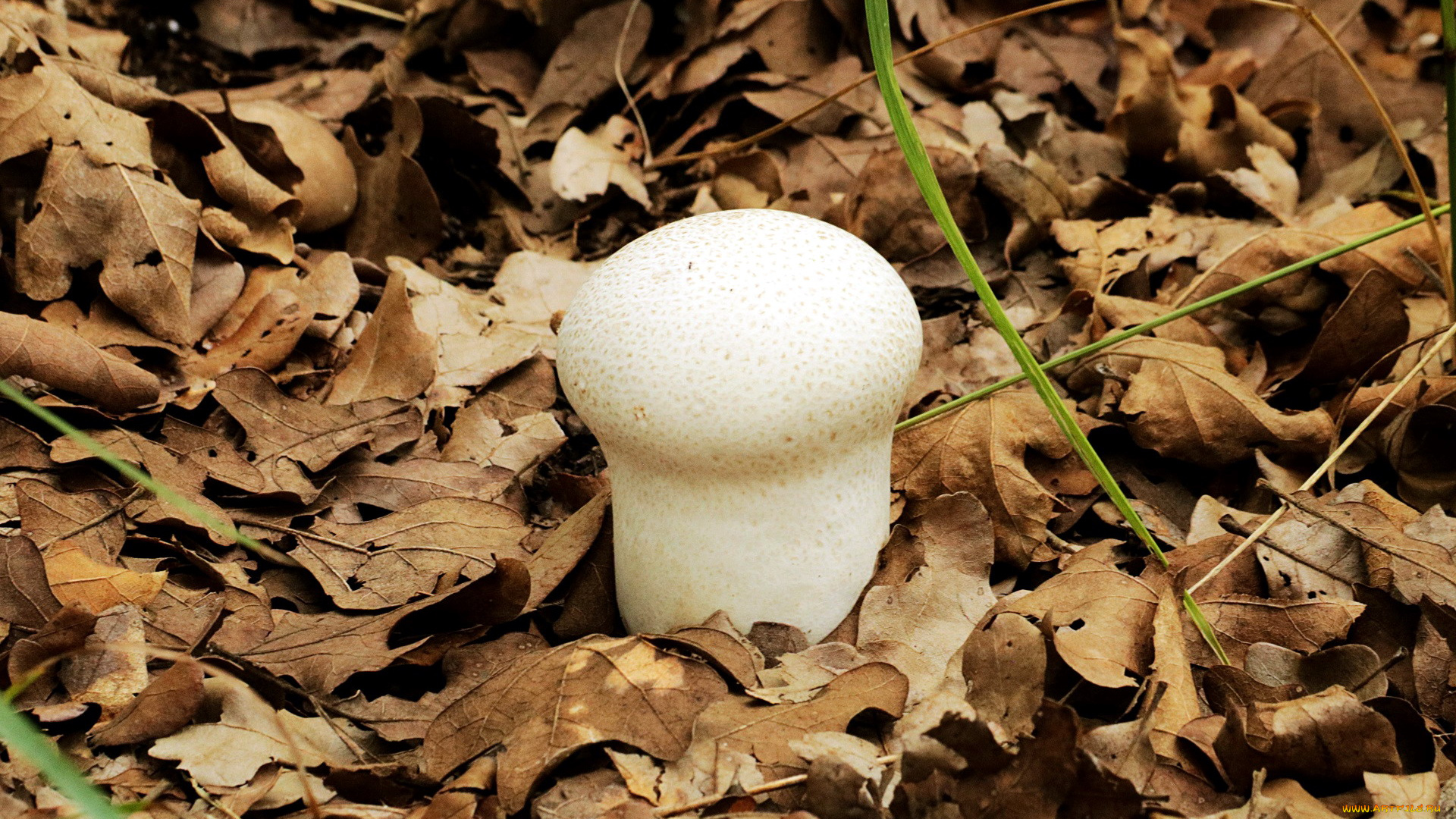 природа, грибы, дождевик