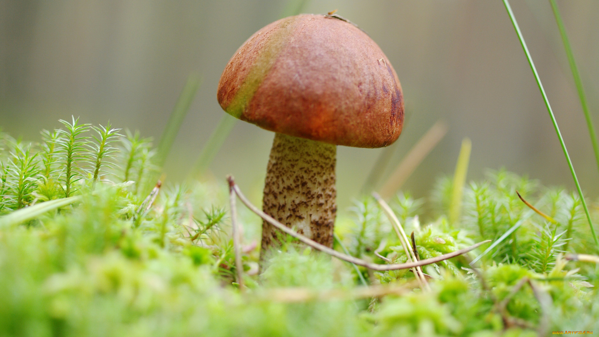 природа, грибы, мох, лес, трофеи, съедобные, сентябрь, позитив, подосиновик