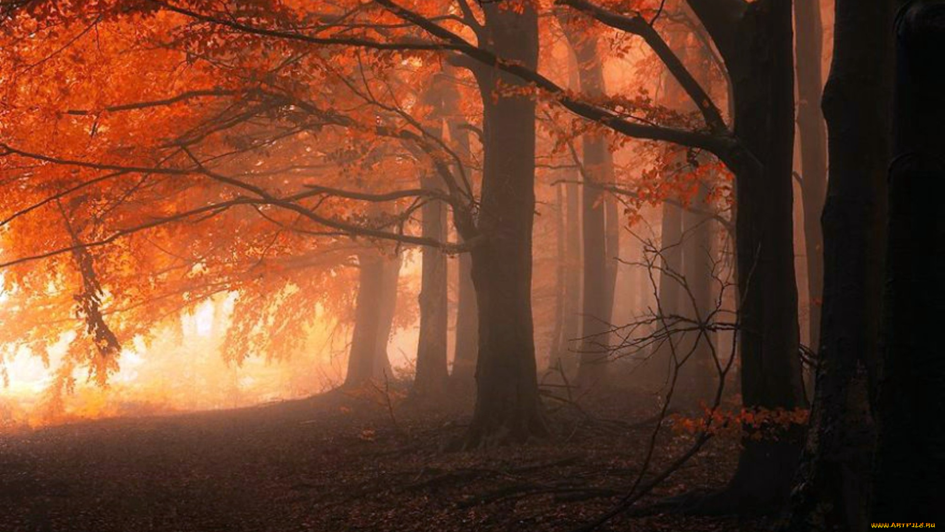 природа, лес, осень