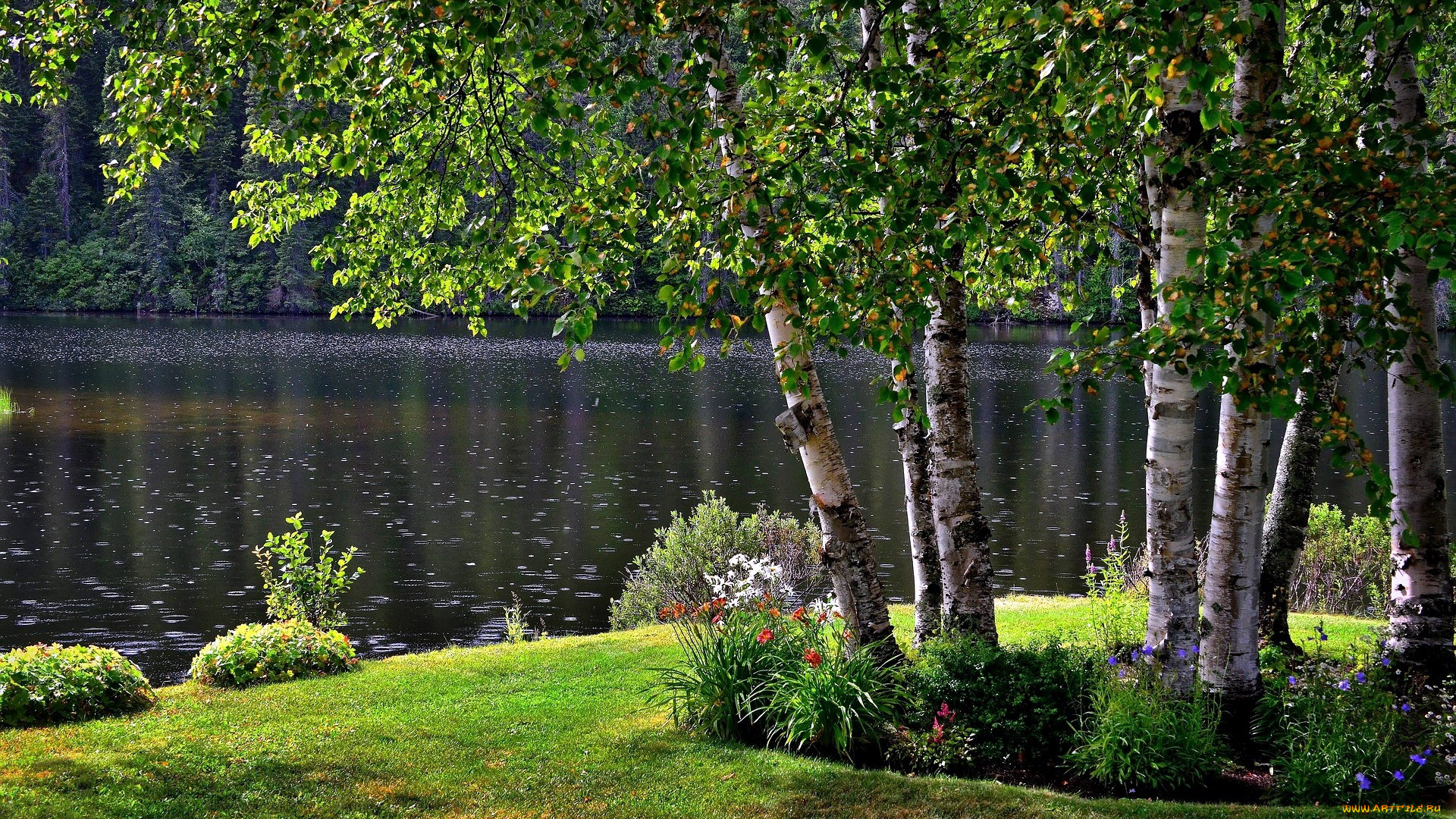 природа, парк, клумбы, пруд, березы