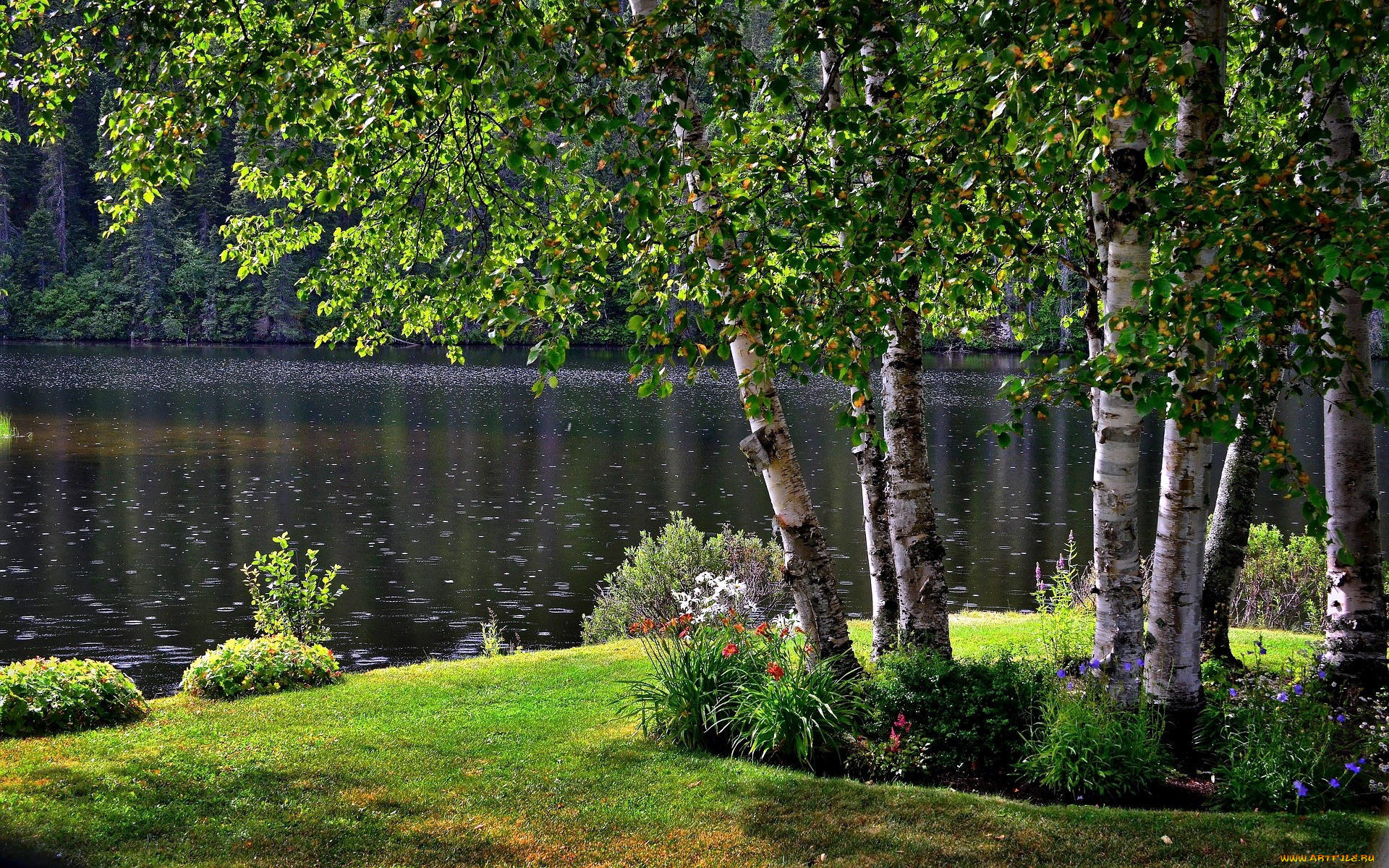 природа, парк, клумбы, пруд, березы