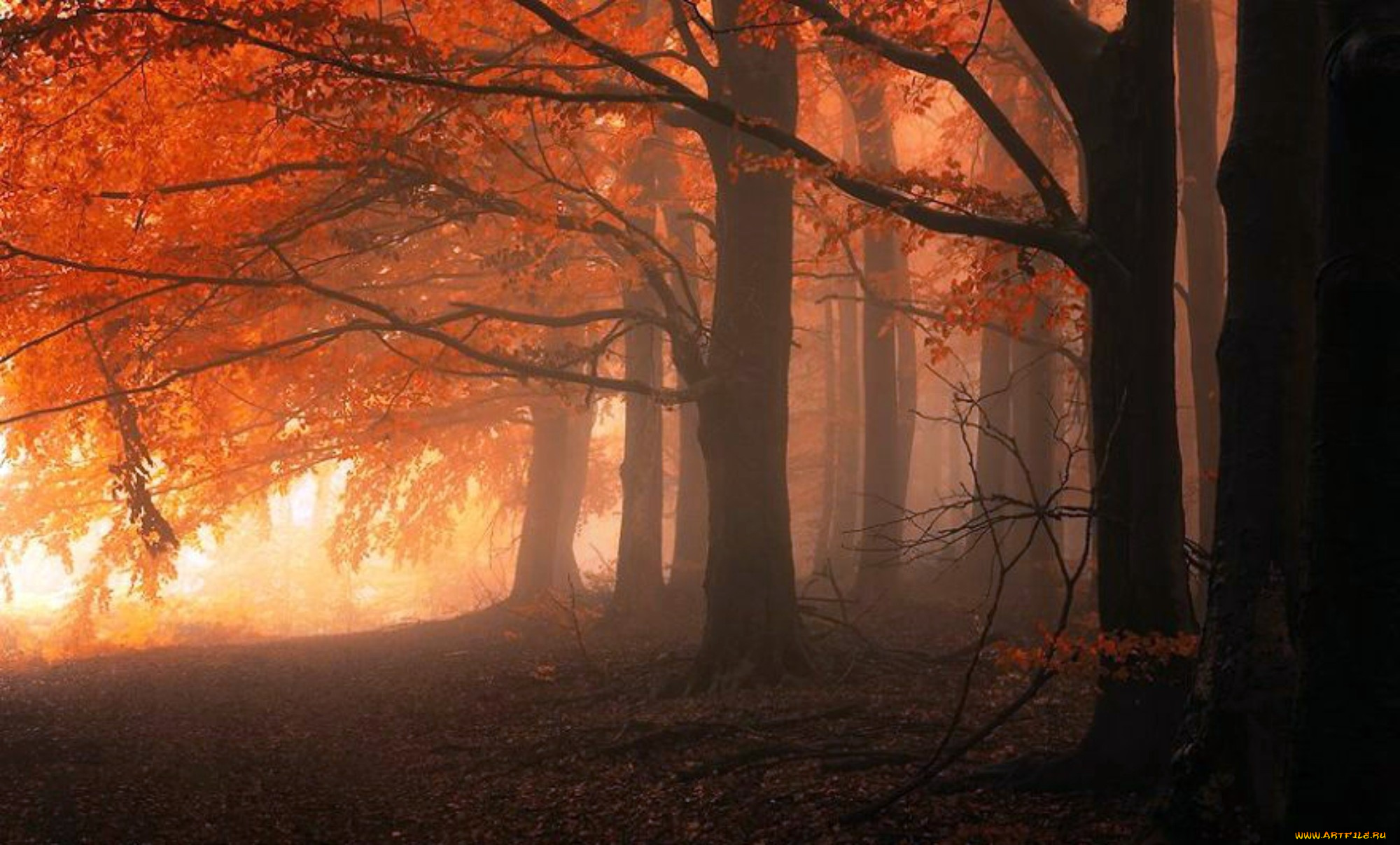 природа, лес, осень