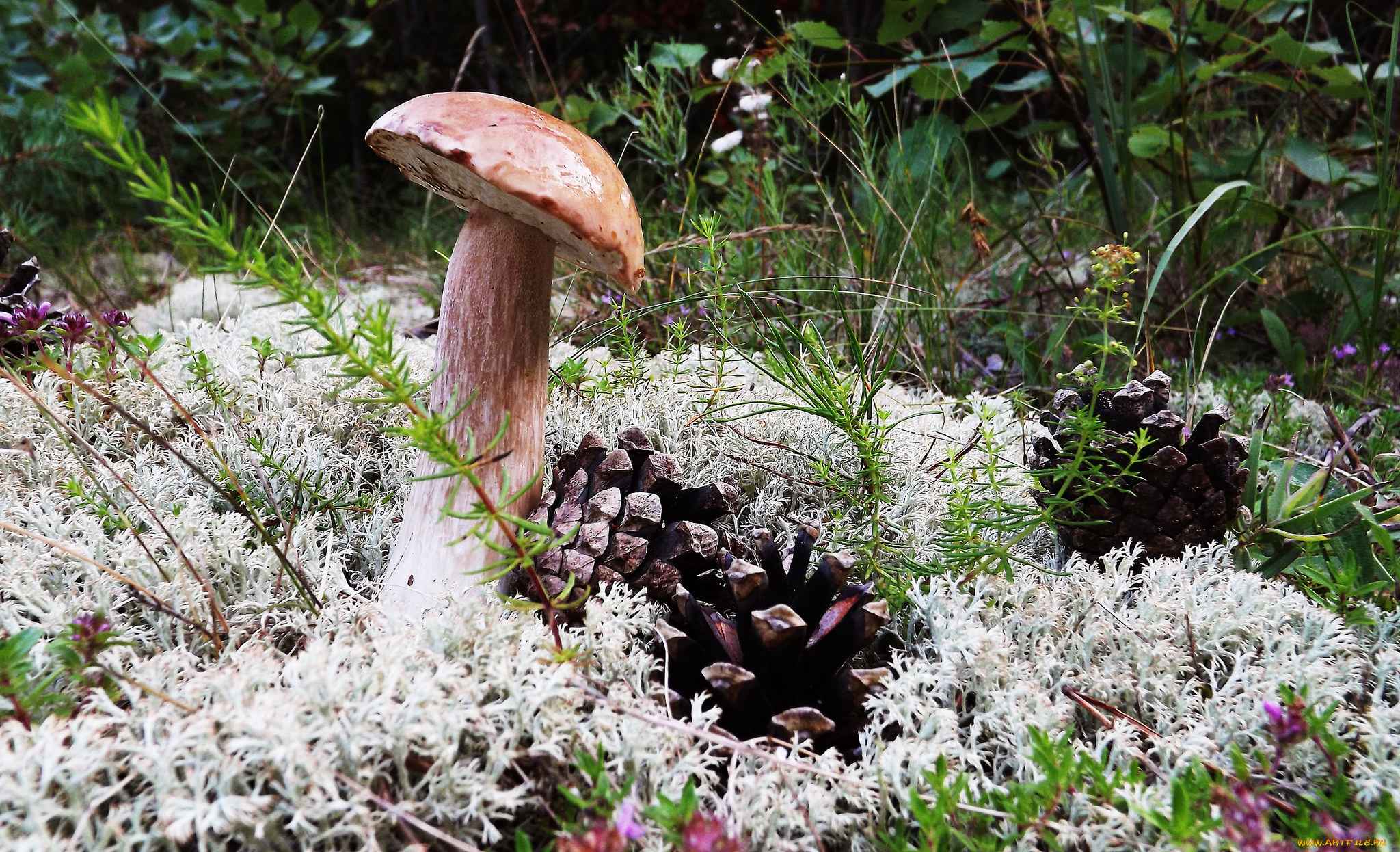 природа, грибы, простор