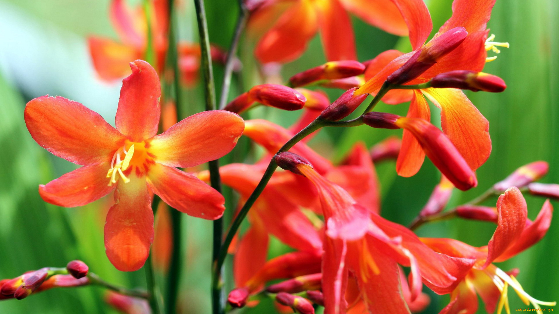 crocosmia, цветы