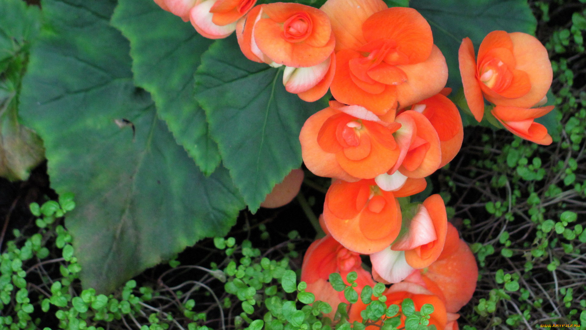 цветы, бегония, оранжевый