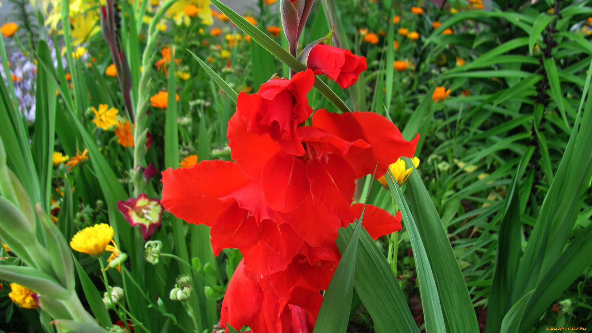 цветы, гладиолусы, алый, гладиолус