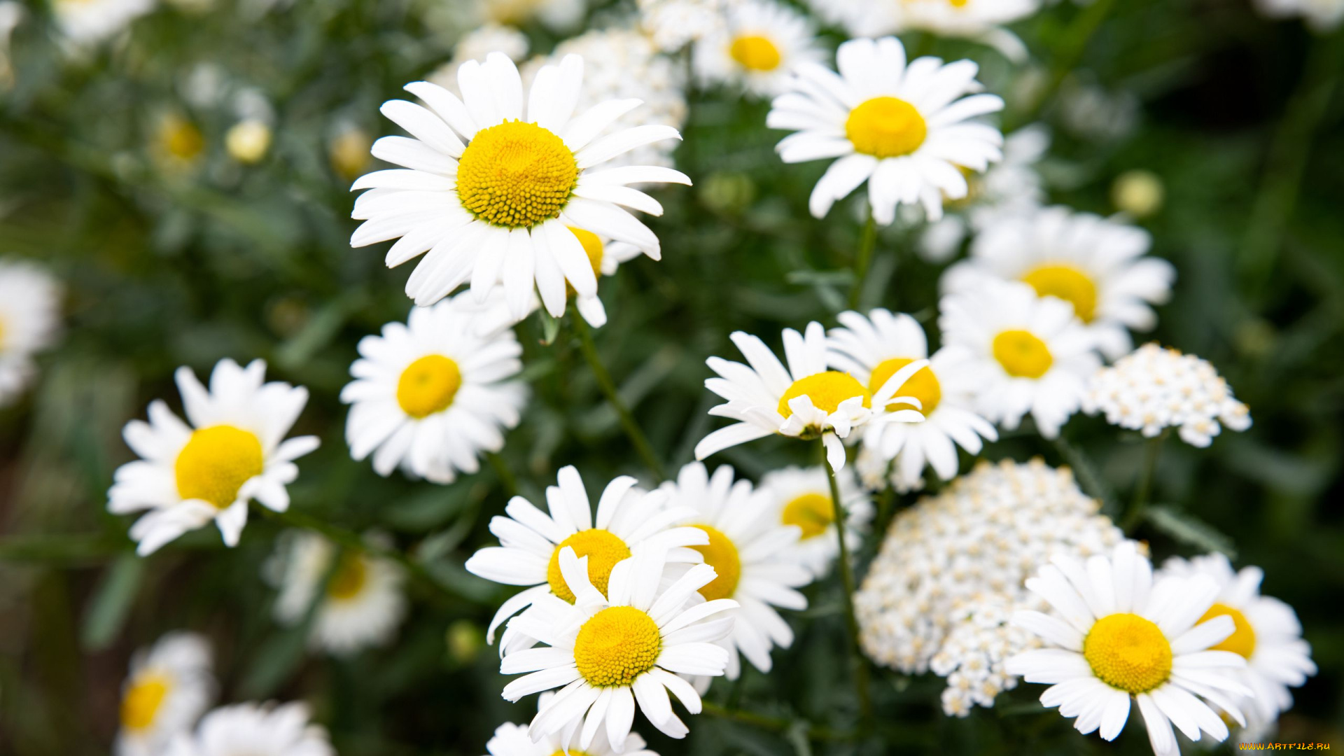 цветы, ромашки, белые