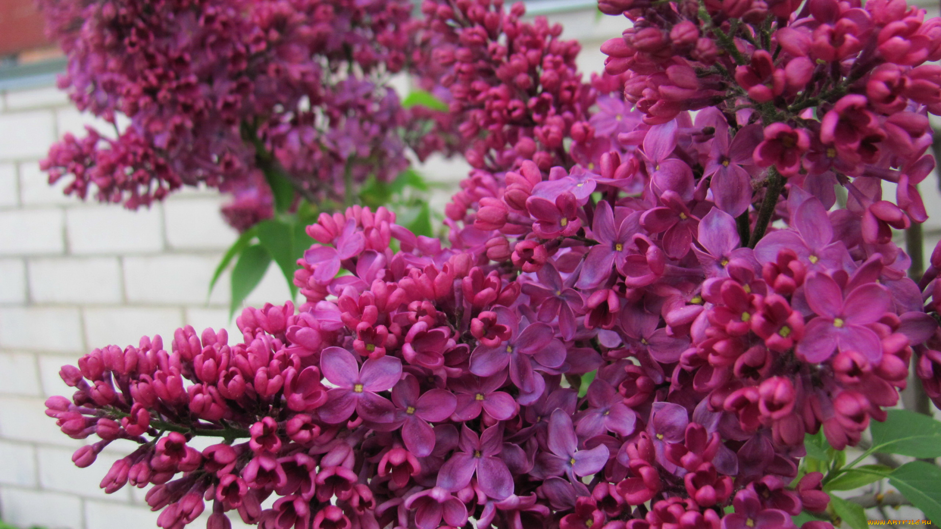 цветы, сирень, ветка, весна