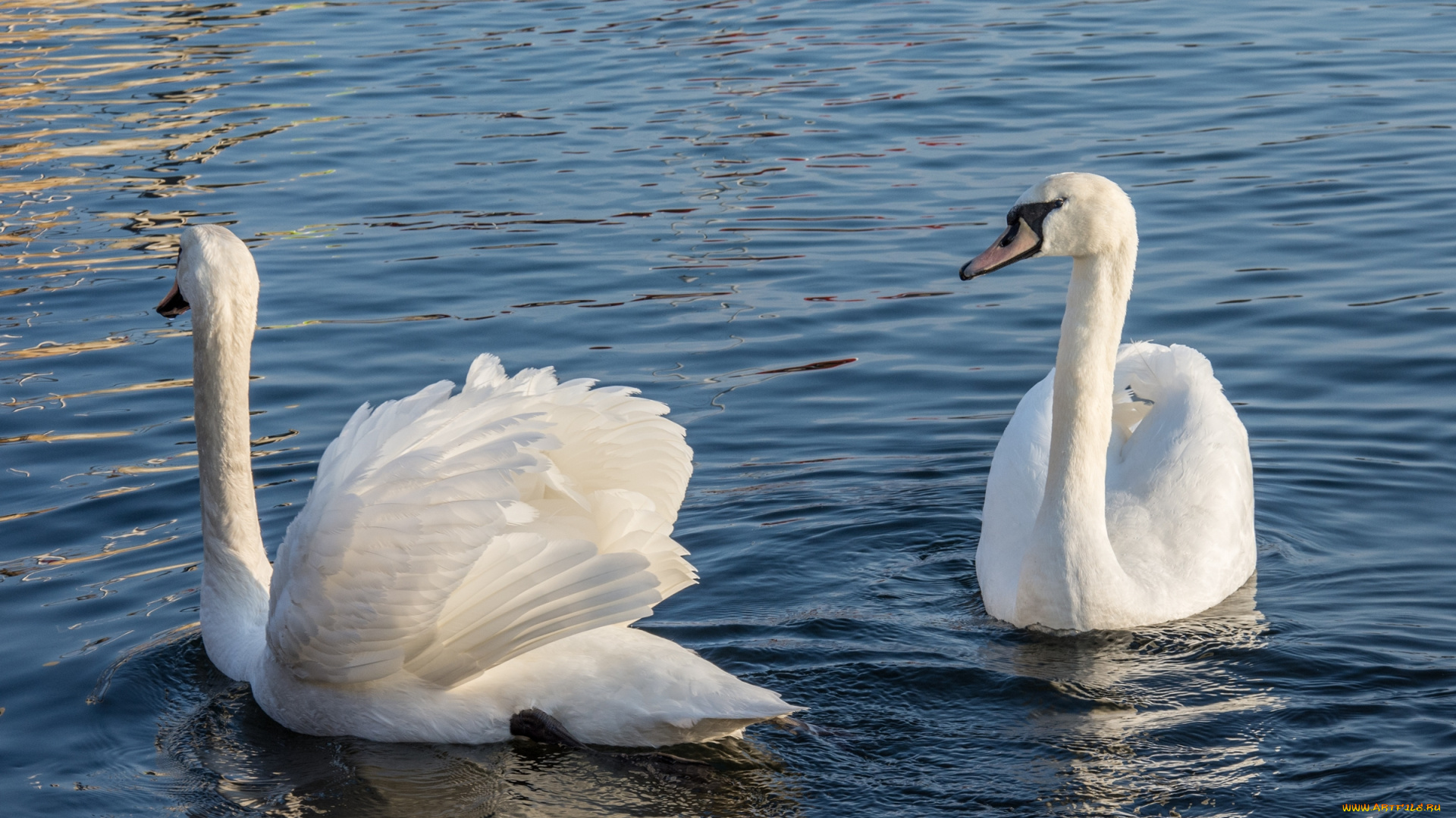 лебеди, животные, птицы, вода, пара