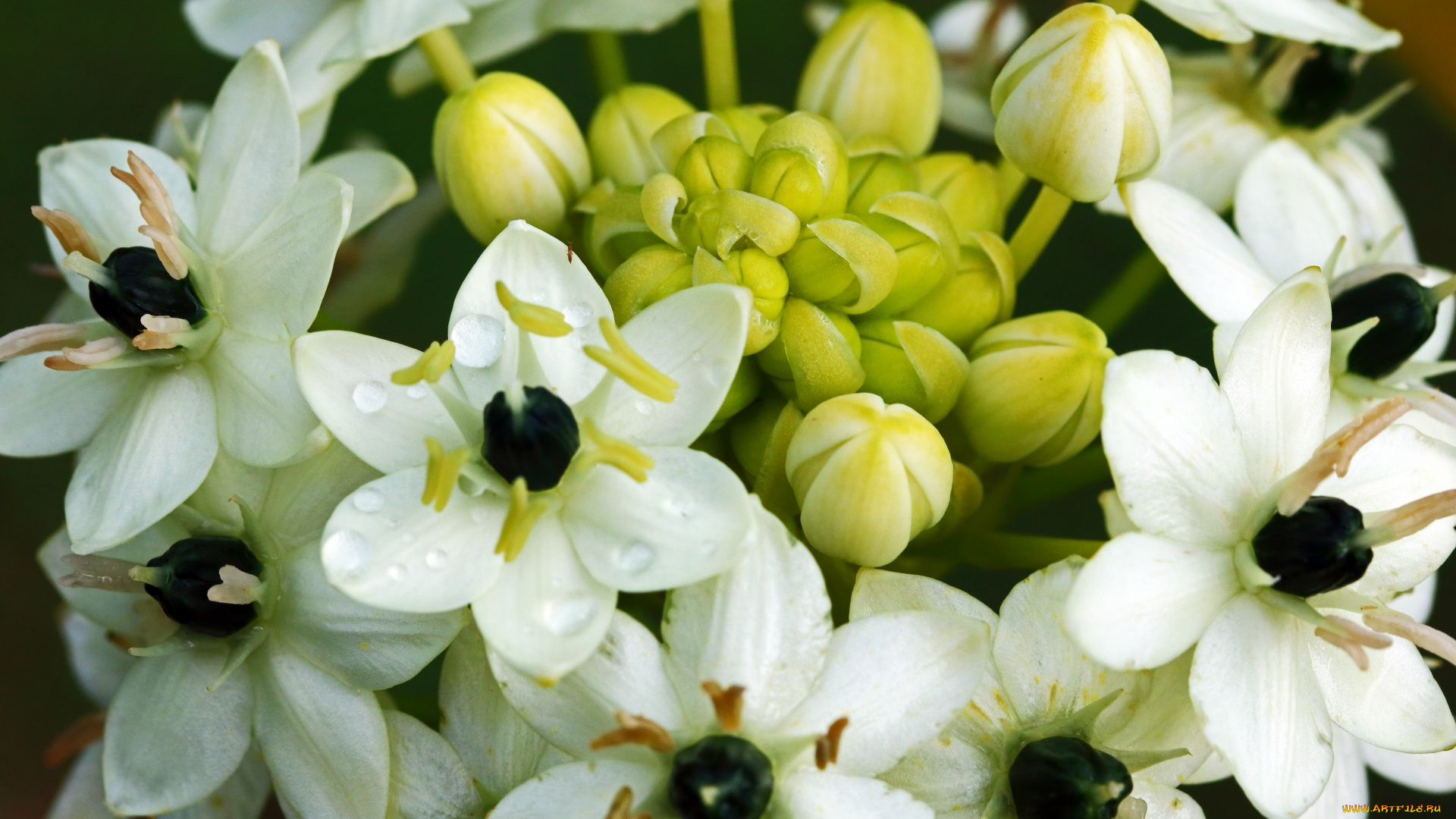 ornithigalum, flower, птицемлечник, цветы, ornithigalum, flower