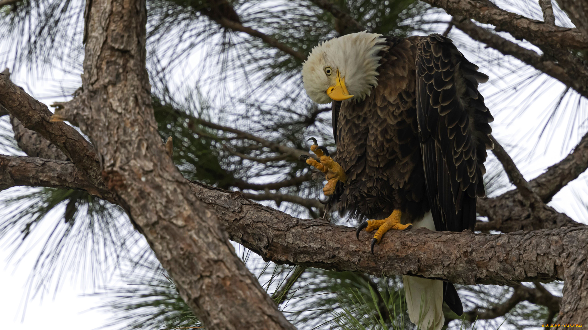 животные, -, другое, взгляд, ветки, поза, дерево, птица, орел, хвоя, сосна, белоголовый, орлан