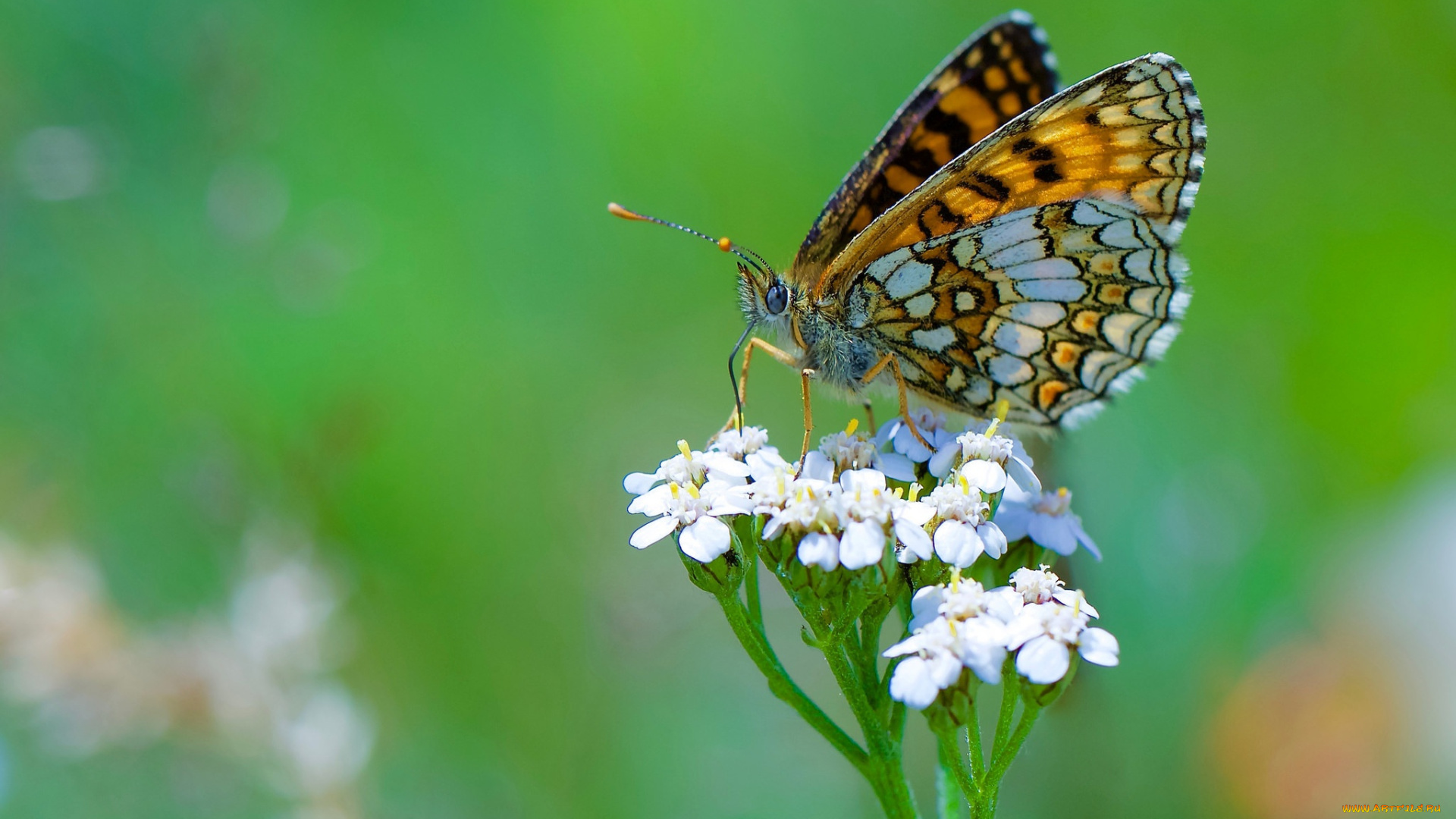 животные, бабочки, , мотыльки, , моли, цветок, бабочка, боке