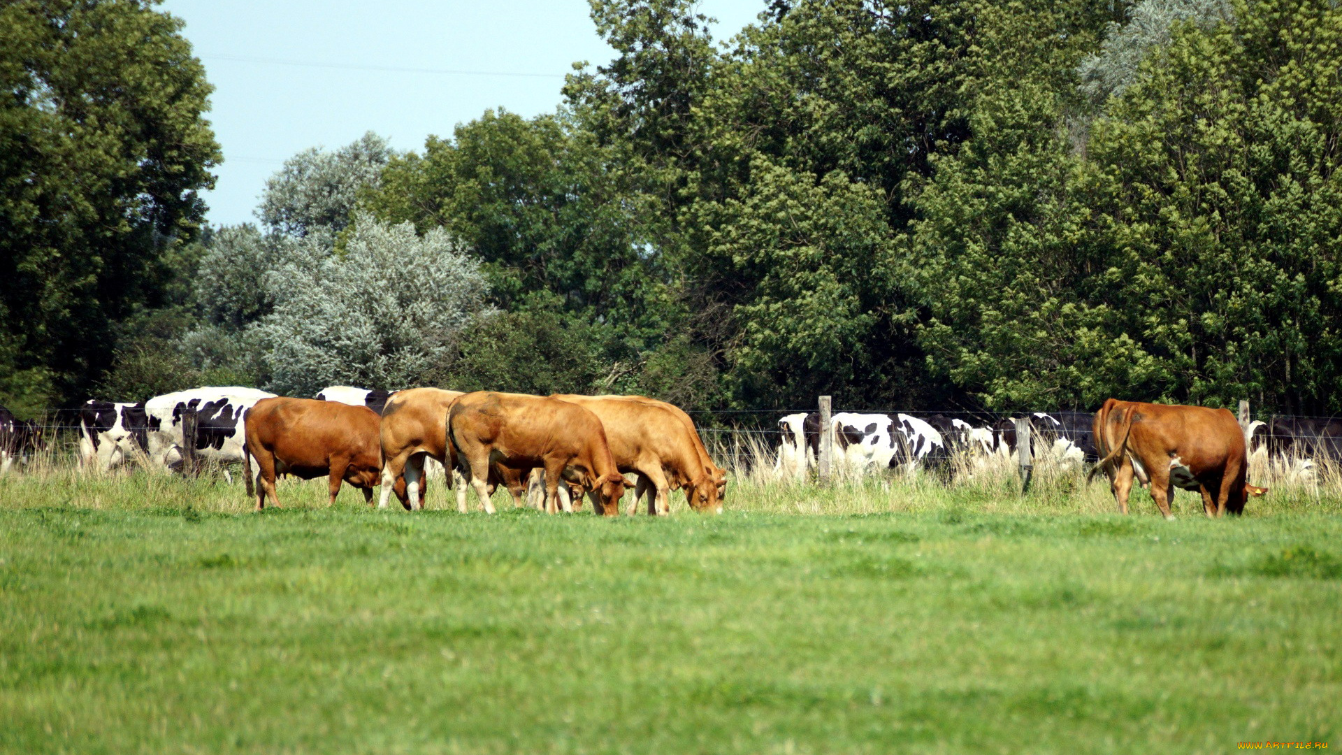 животные, коровы, , буйволы, стадо