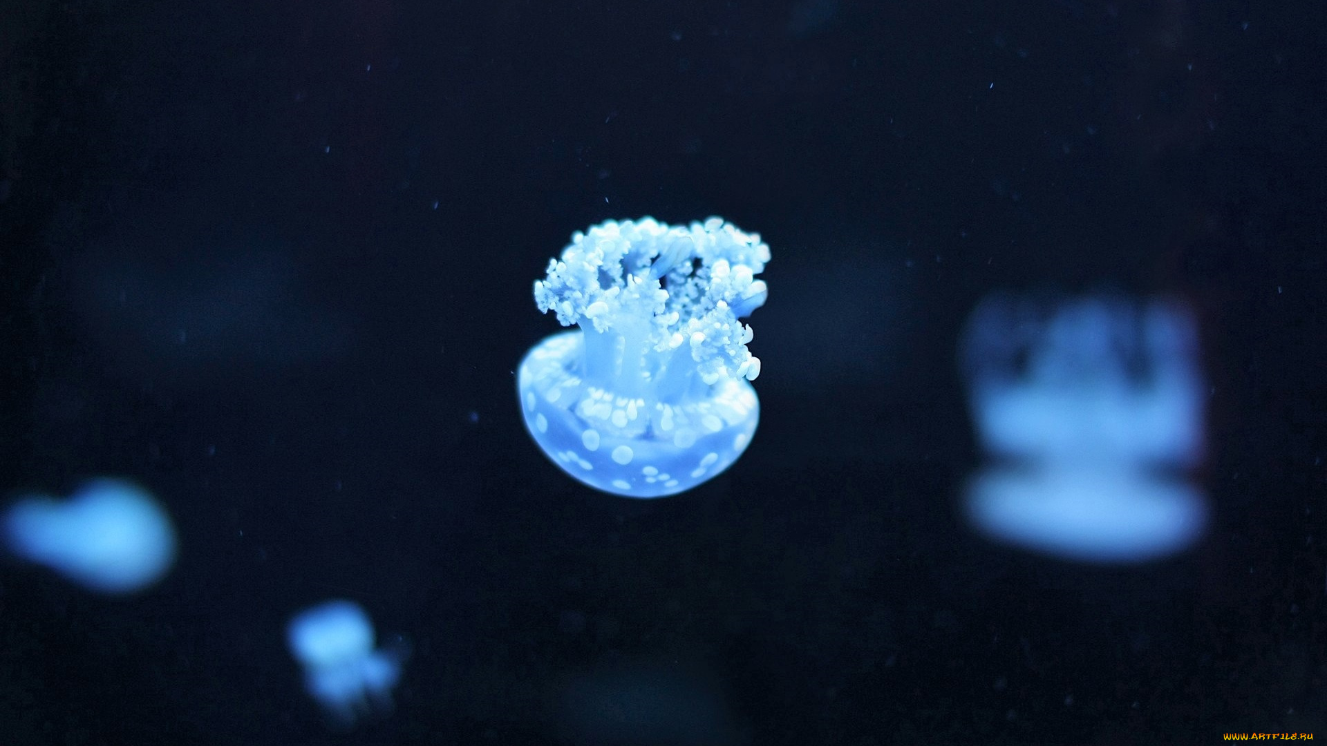 животные, медузы, вода