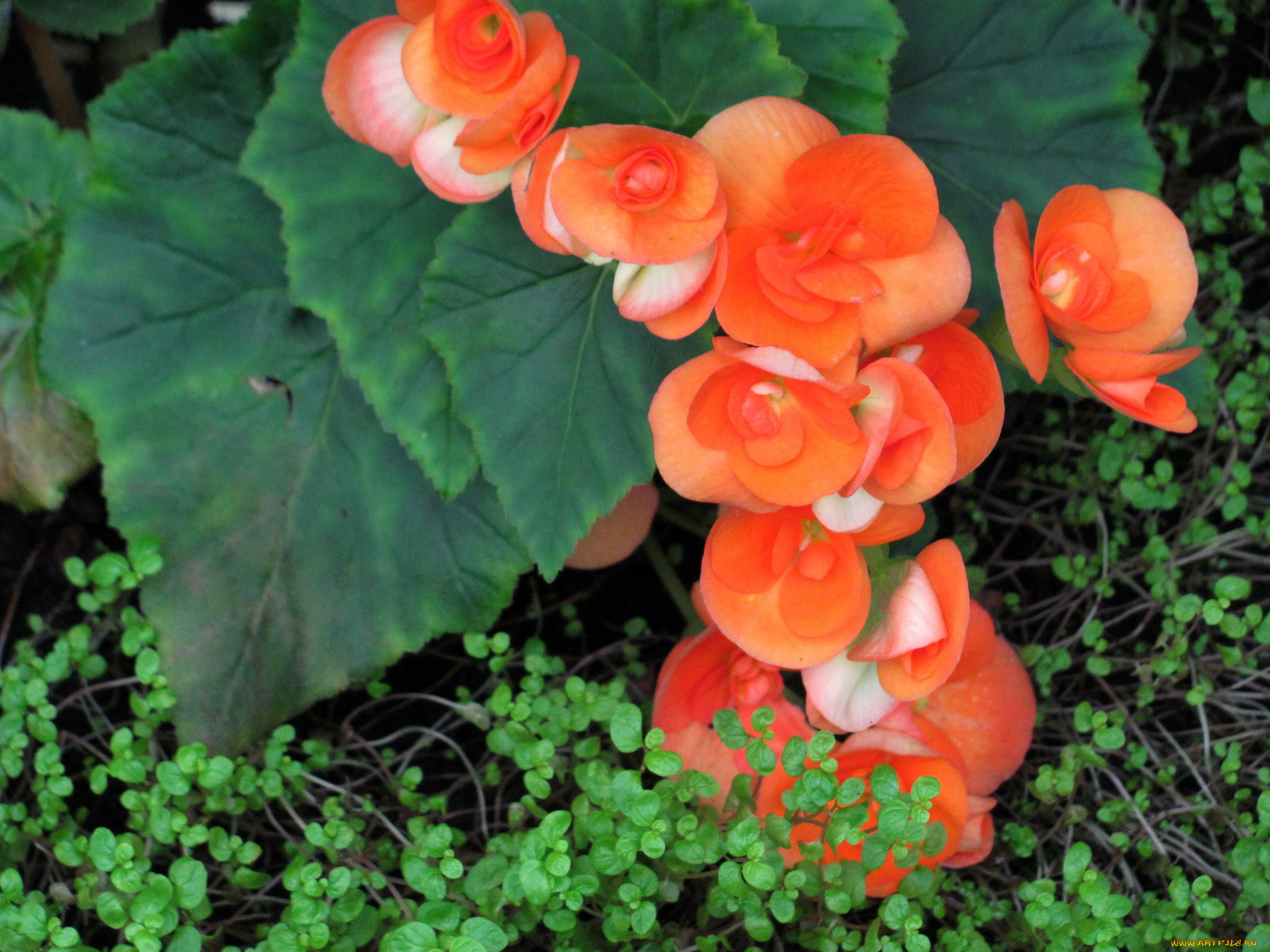 цветы, бегония, оранжевый