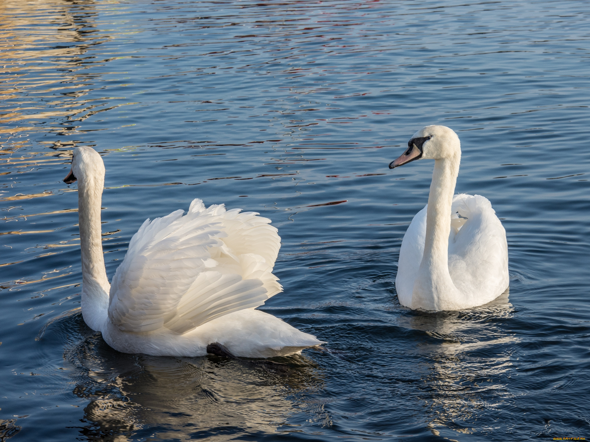 лебеди, животные, птицы, вода, пара